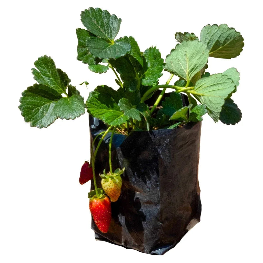 FRESA - Vivero Yañez 