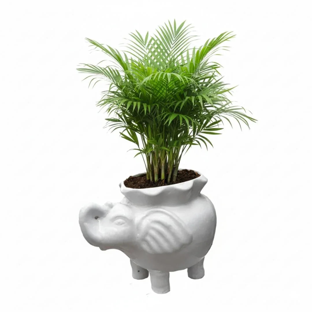 MACETA DE CERAMICA GENESHA - Vivero Yañez 