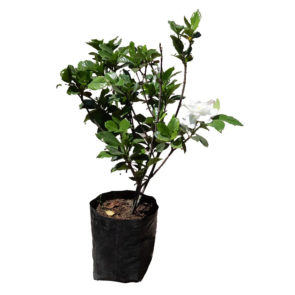 GARDENIA - Vivero Yañez 