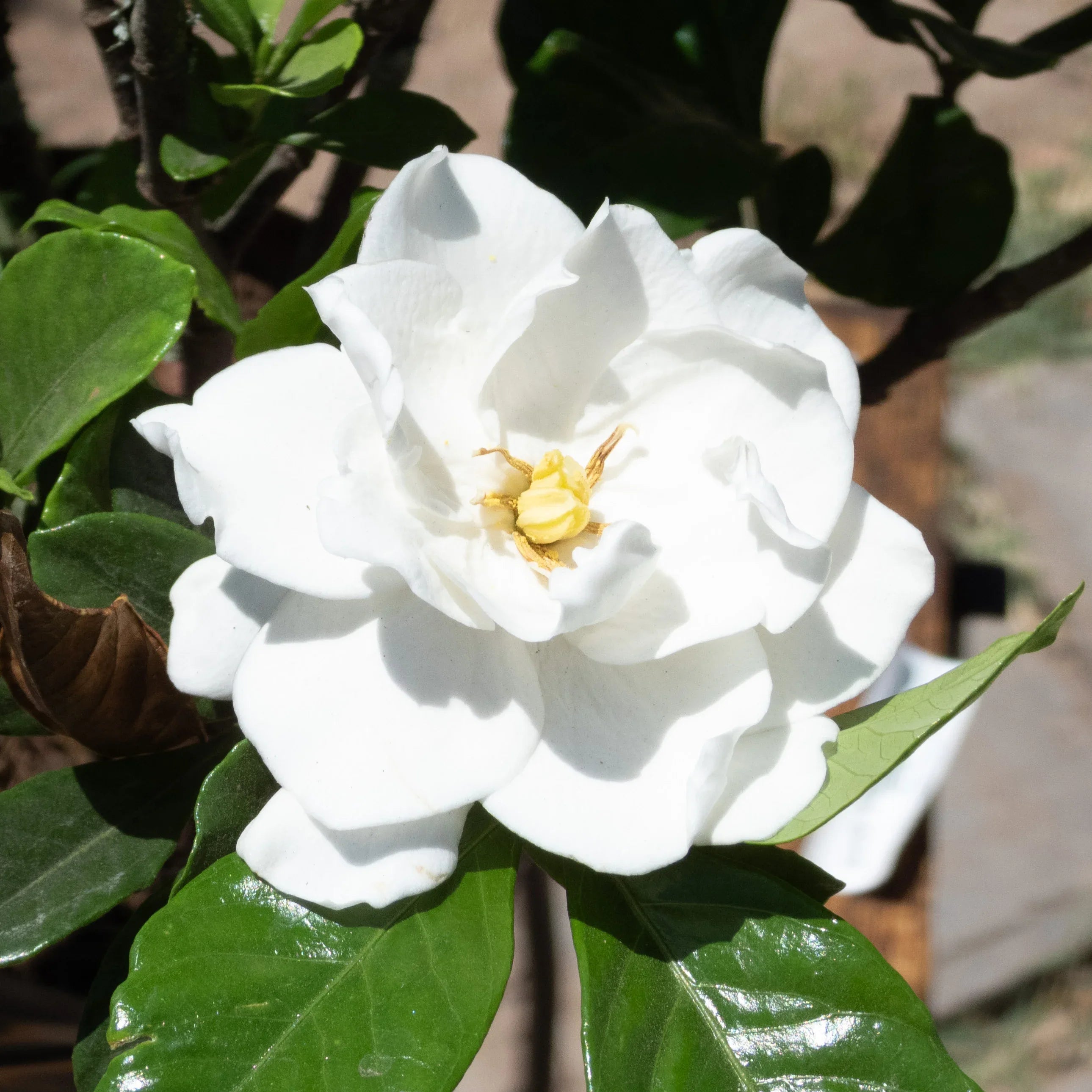 GARDENIA - Vivero Yañez 