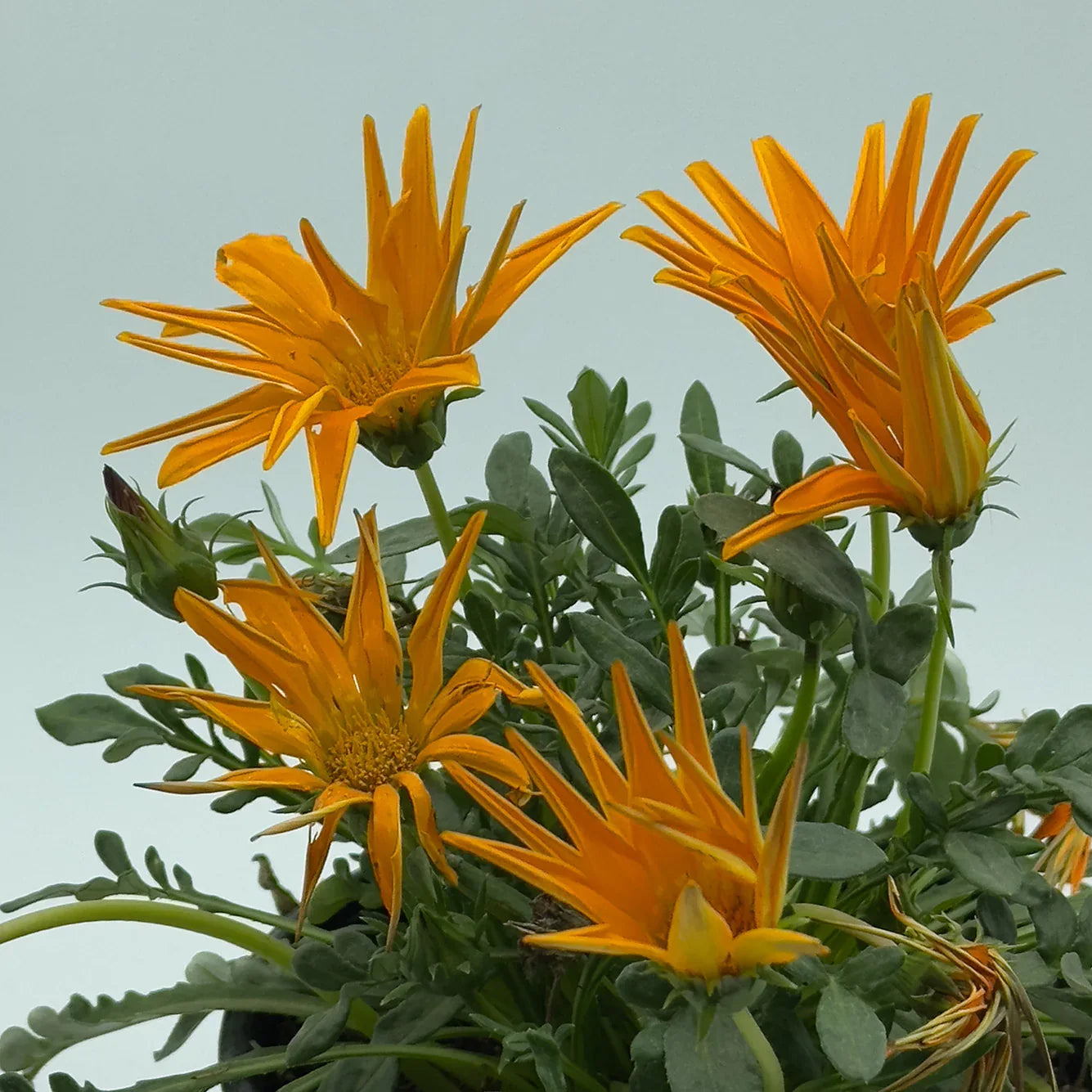 GAZANIA - Vivero Yañez 