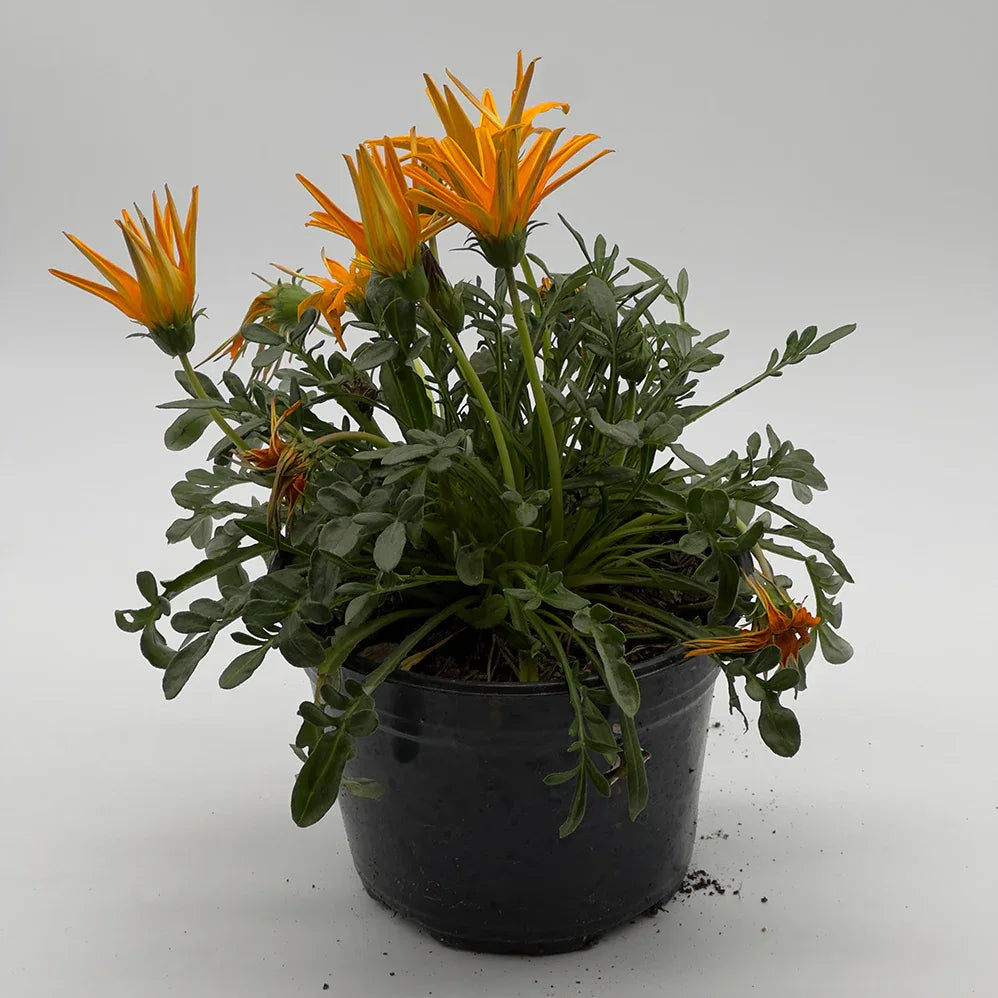 GAZANIA - Vivero Yañez 