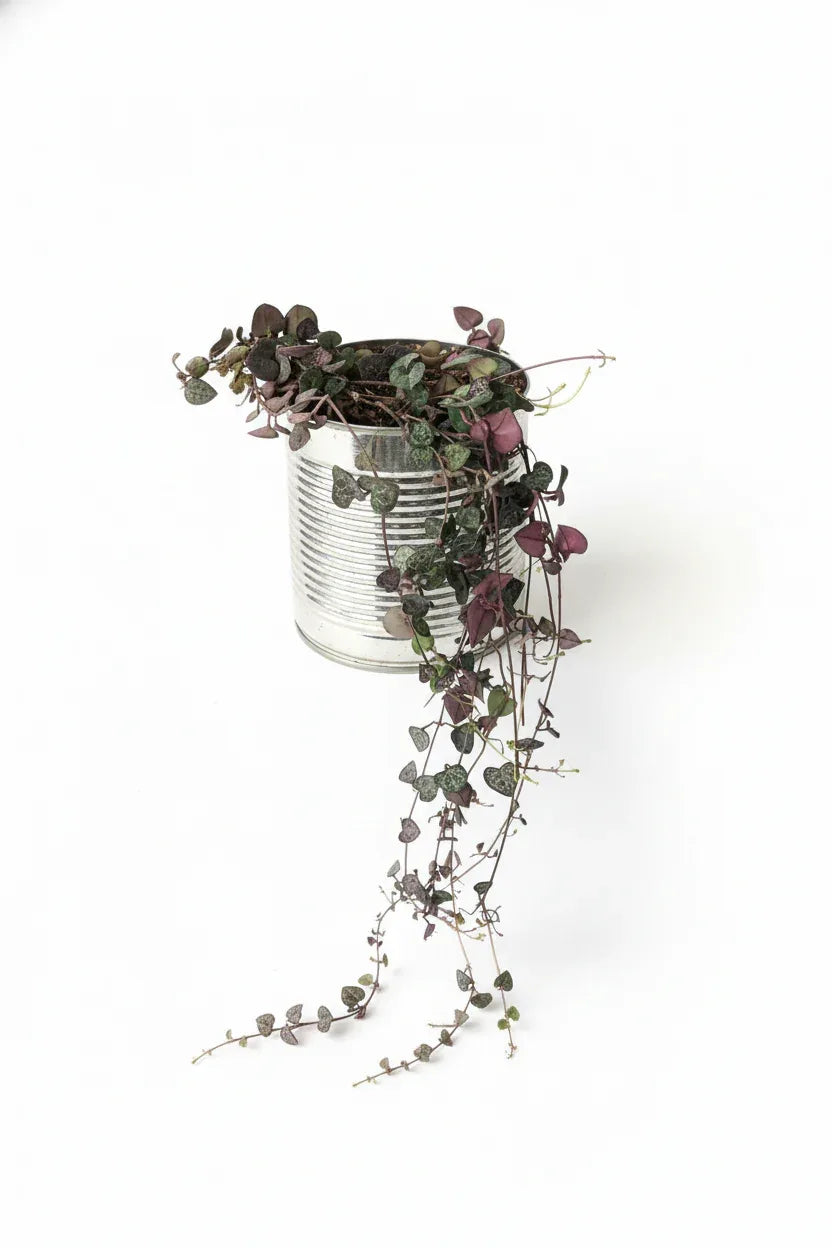 CORAZON EN UN HILO - Vivero Yañez 