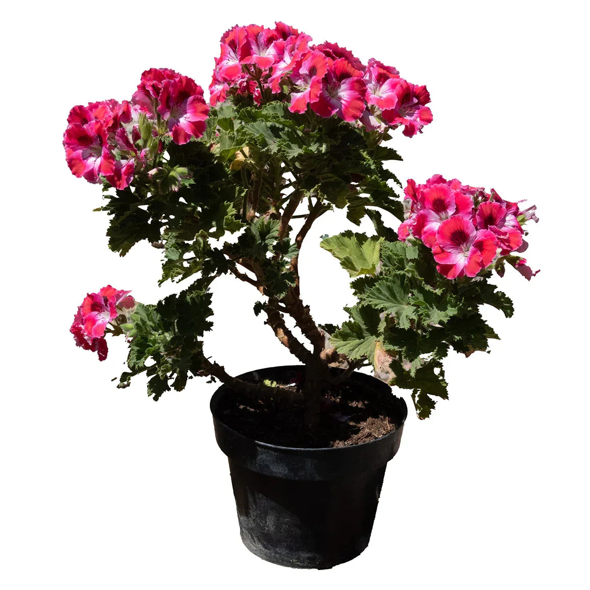 GERANIO - Vivero Yañez 