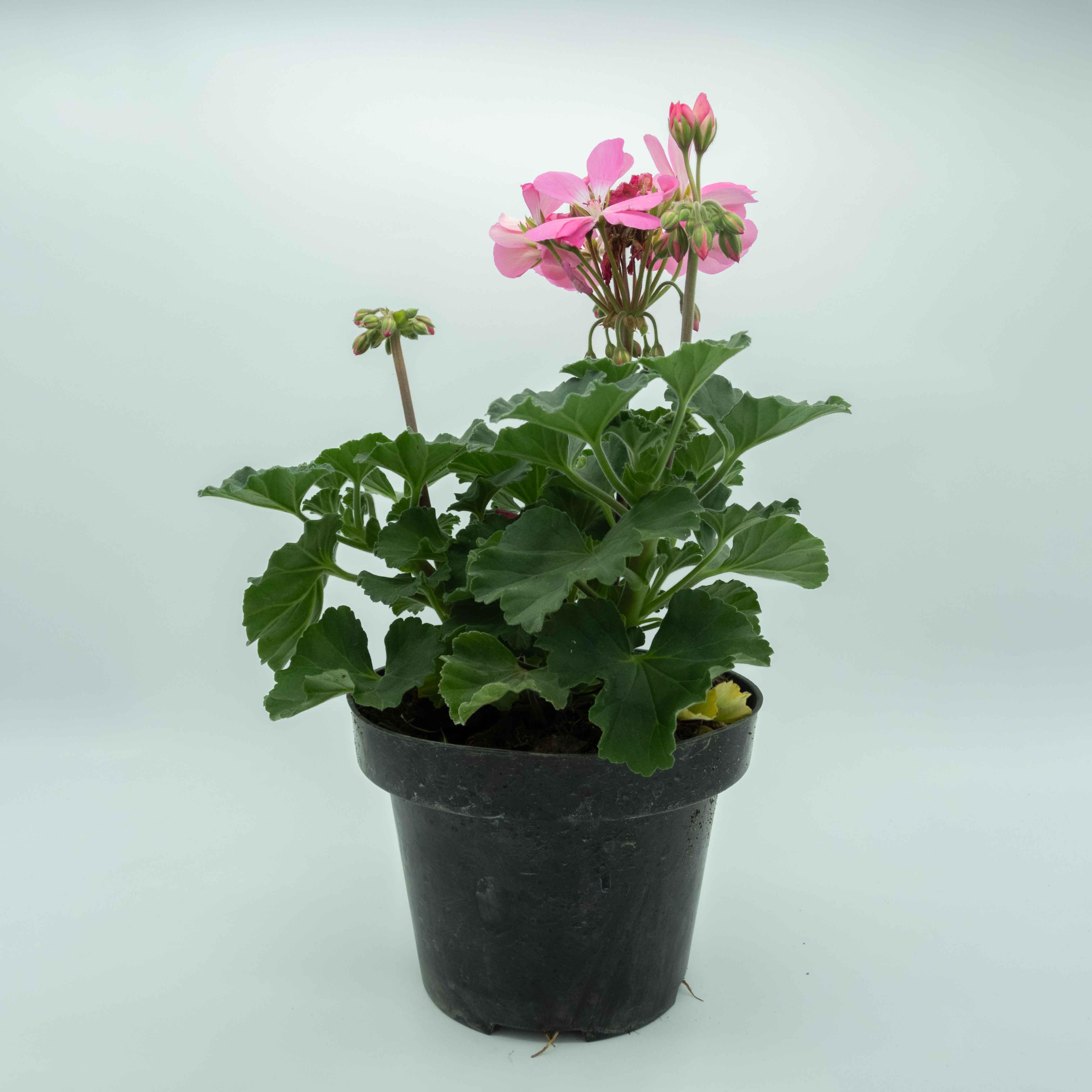 GERANIO - Vivero Yañez 
