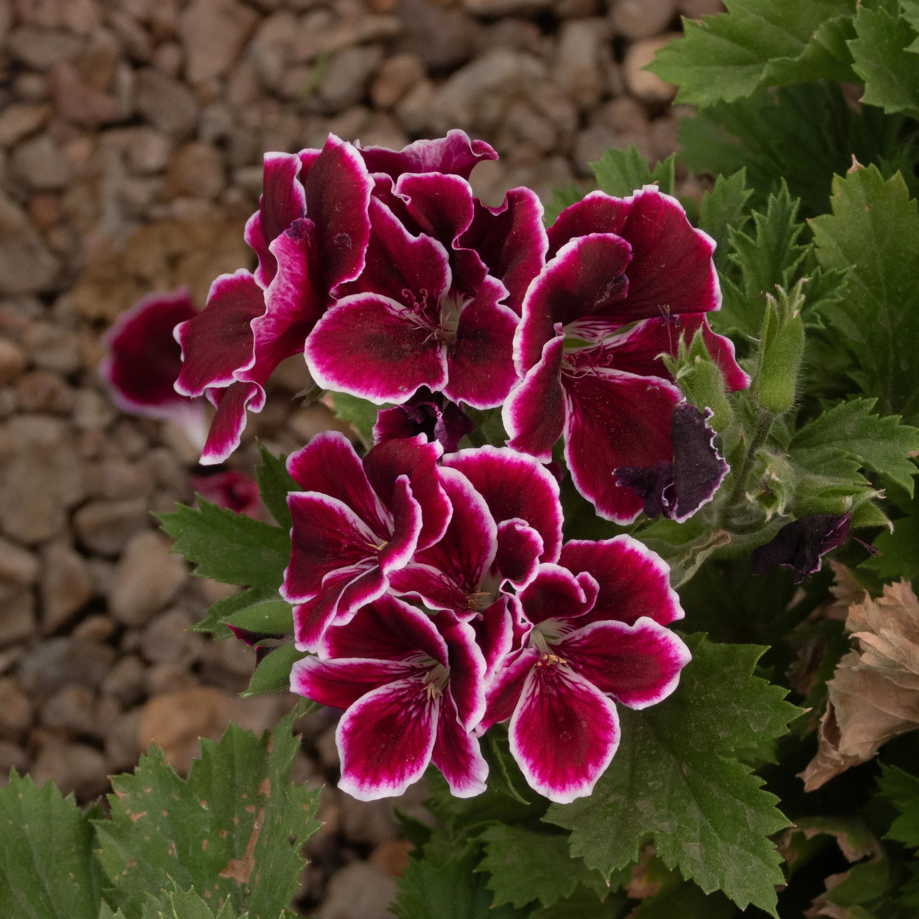 GERANIO - Vivero Yañez 
