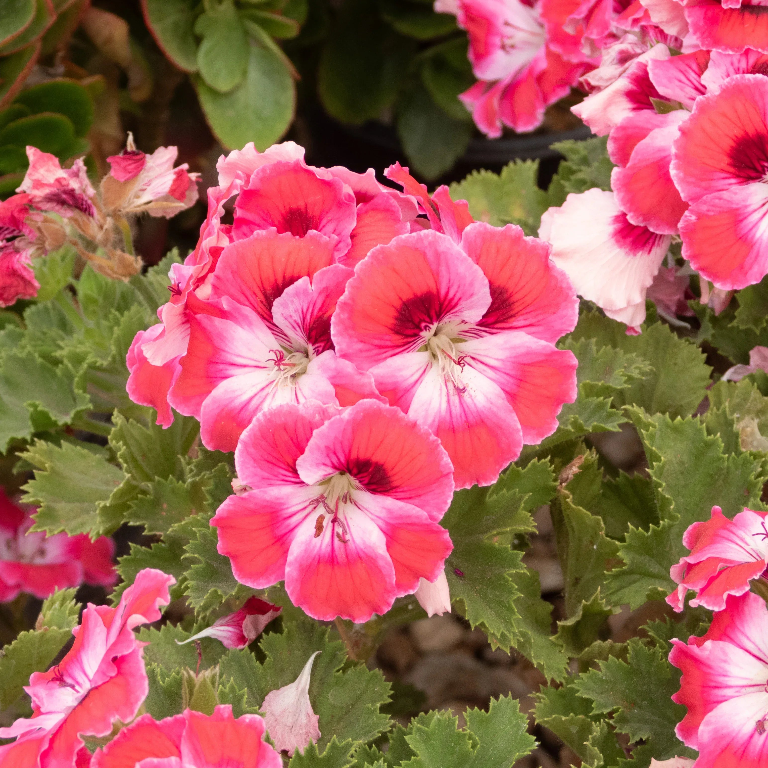GERANIO - Vivero Yañez 