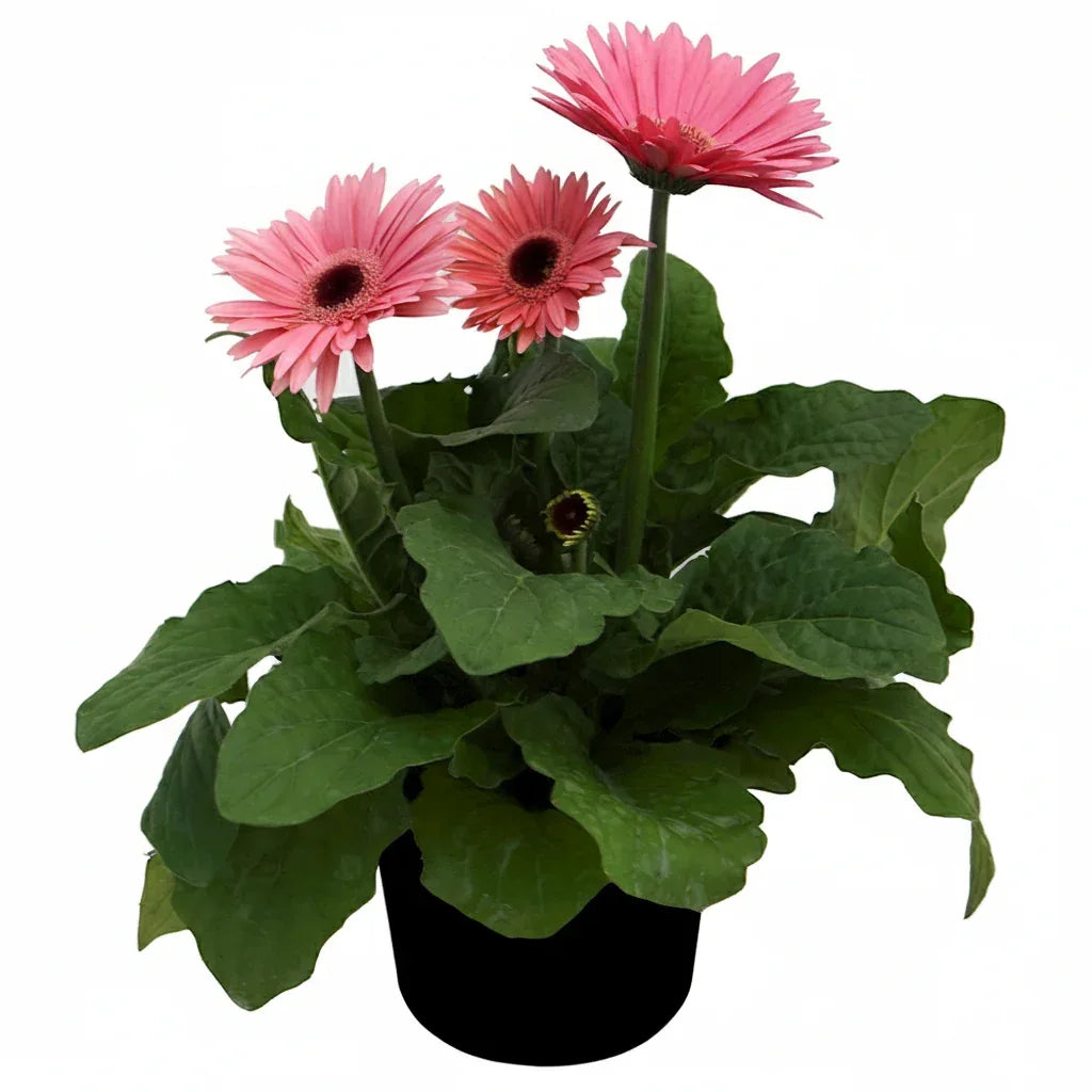 GERBERA - Vivero Yañez 