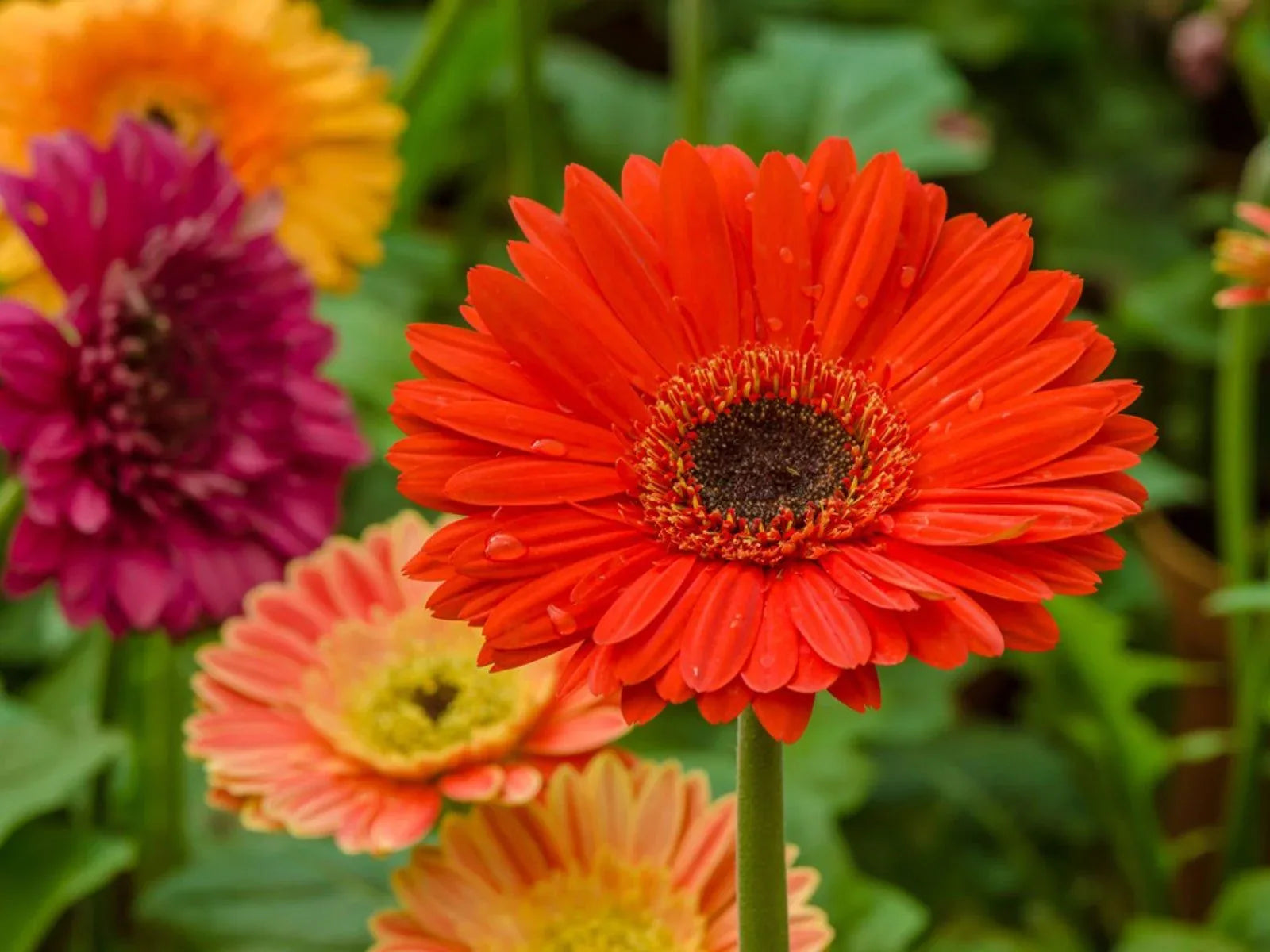 GERBERA - Vivero Yañez 