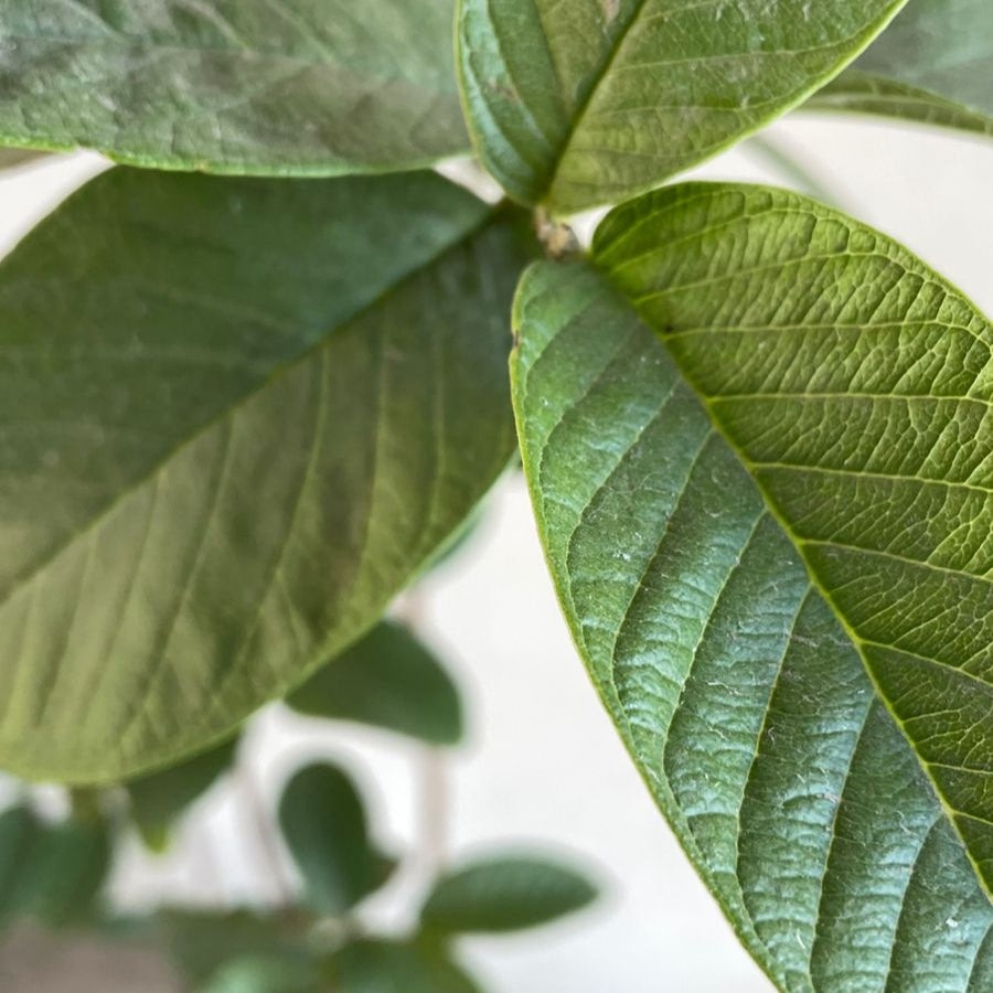 ARBOL GUAYABA GRANDE