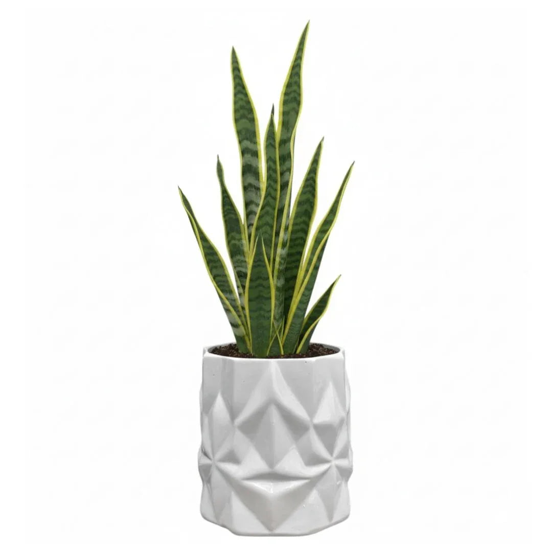 MACETA DE CERAMICA HADES - Vivero Yañez 
