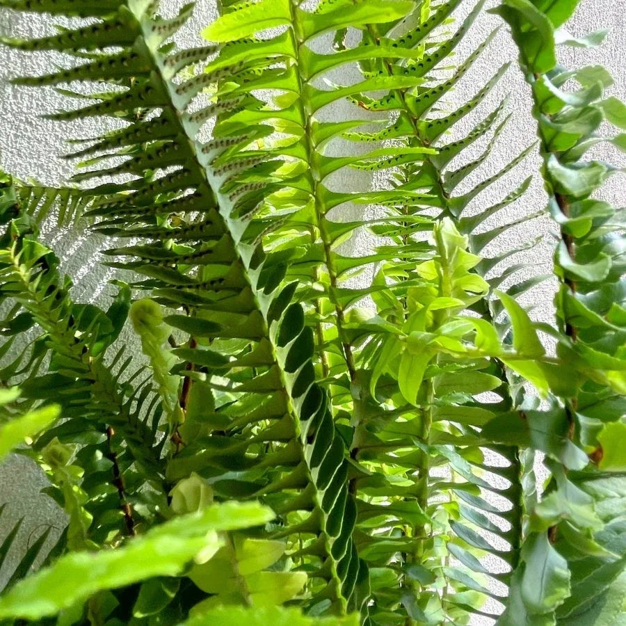 HELECHO PEINE - Vivero Yañez 