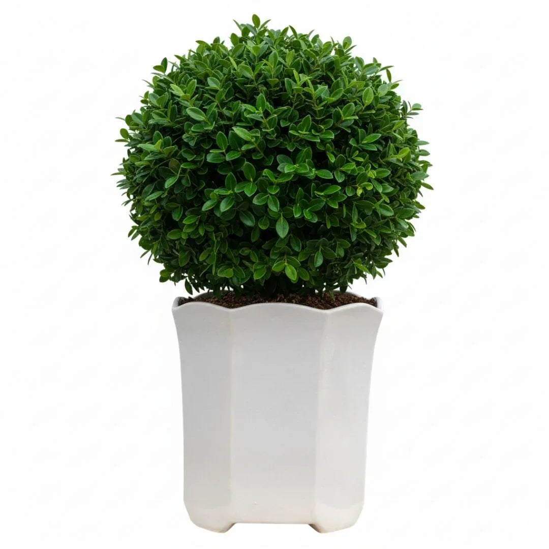 MACETA DE CERAMICA HERMES - Vivero Yañez 