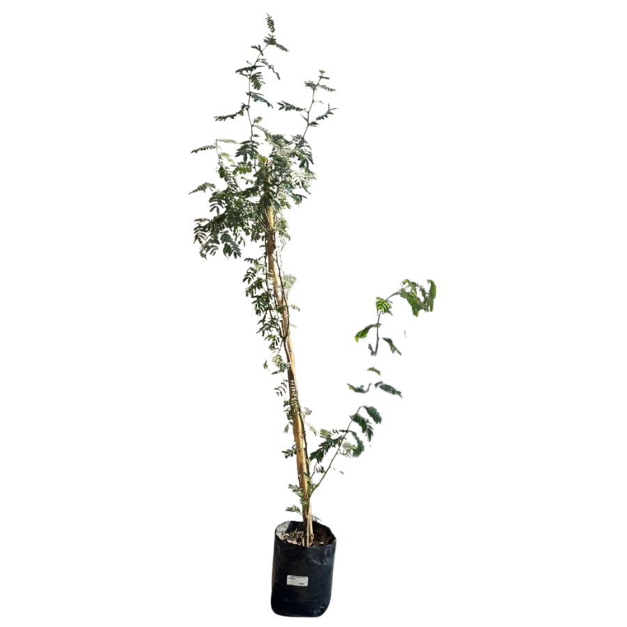 ARBOL HUIZACHE CHICO