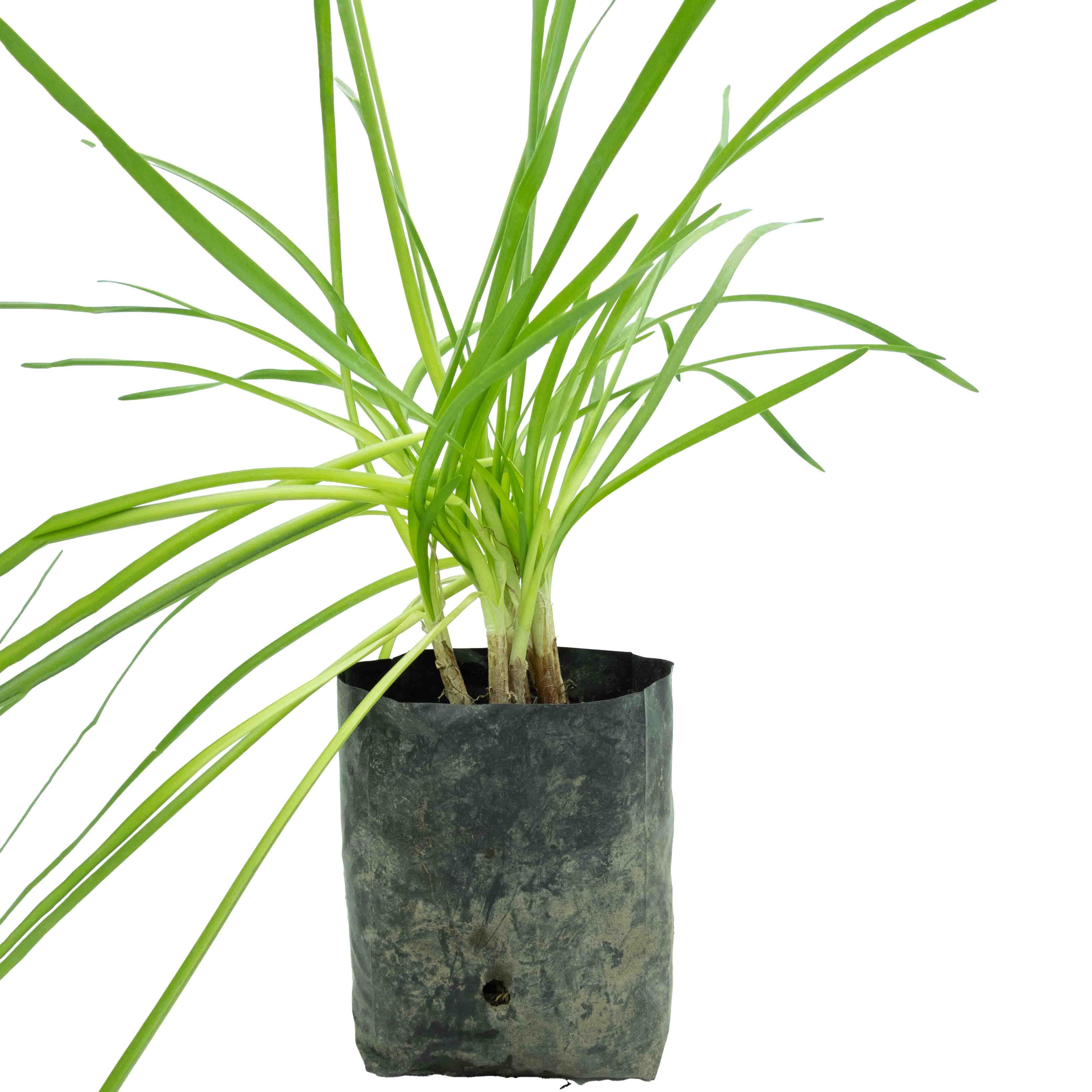 HEMEROCALLIS (MERUCALI) - Vivero Yañez 