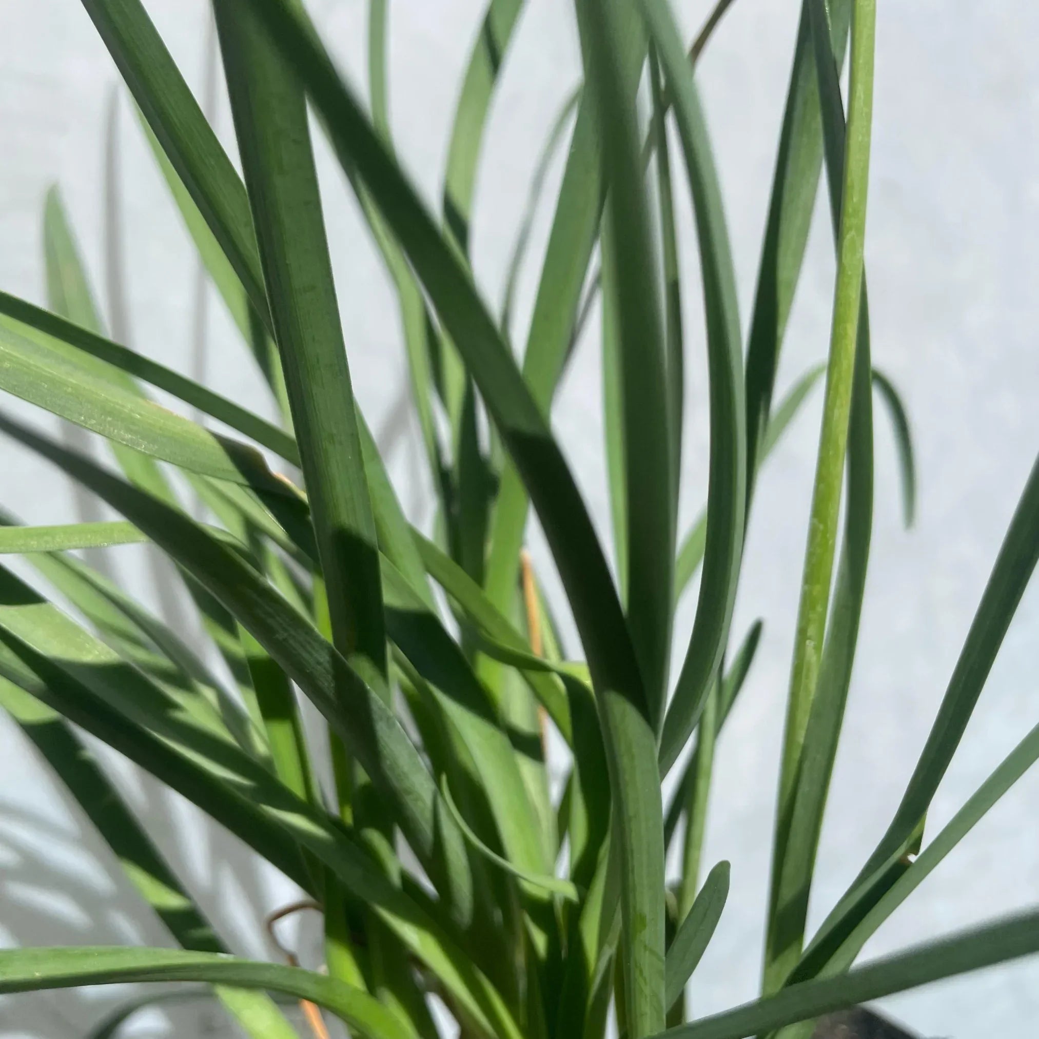 HEMEROCALLIS (MERUCALI) - Vivero Yañez 