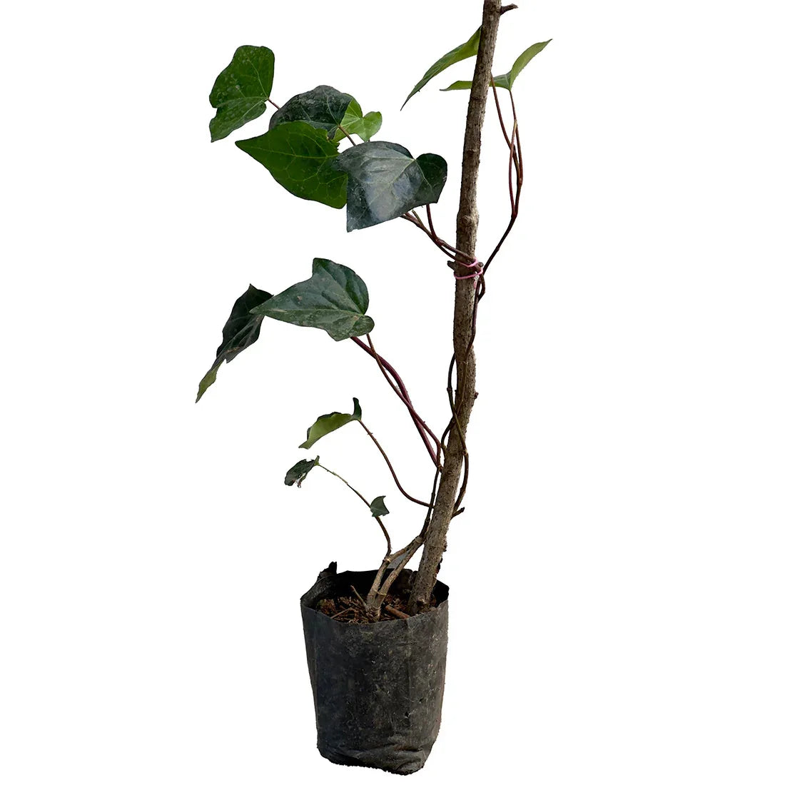 HIEDRA GALVIA ENREDADERA - Vivero Yañez 