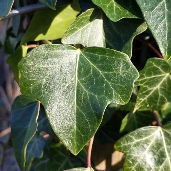 HIEDRA GALVIA ENREDADERA - Vivero Yañez 