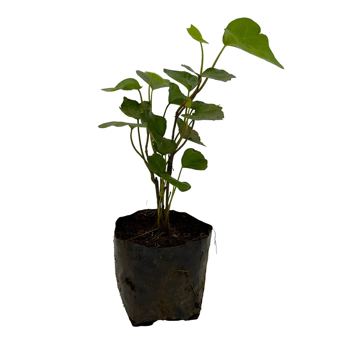 HIEDRA GALVIA RASTRERA - Vivero Yañez 