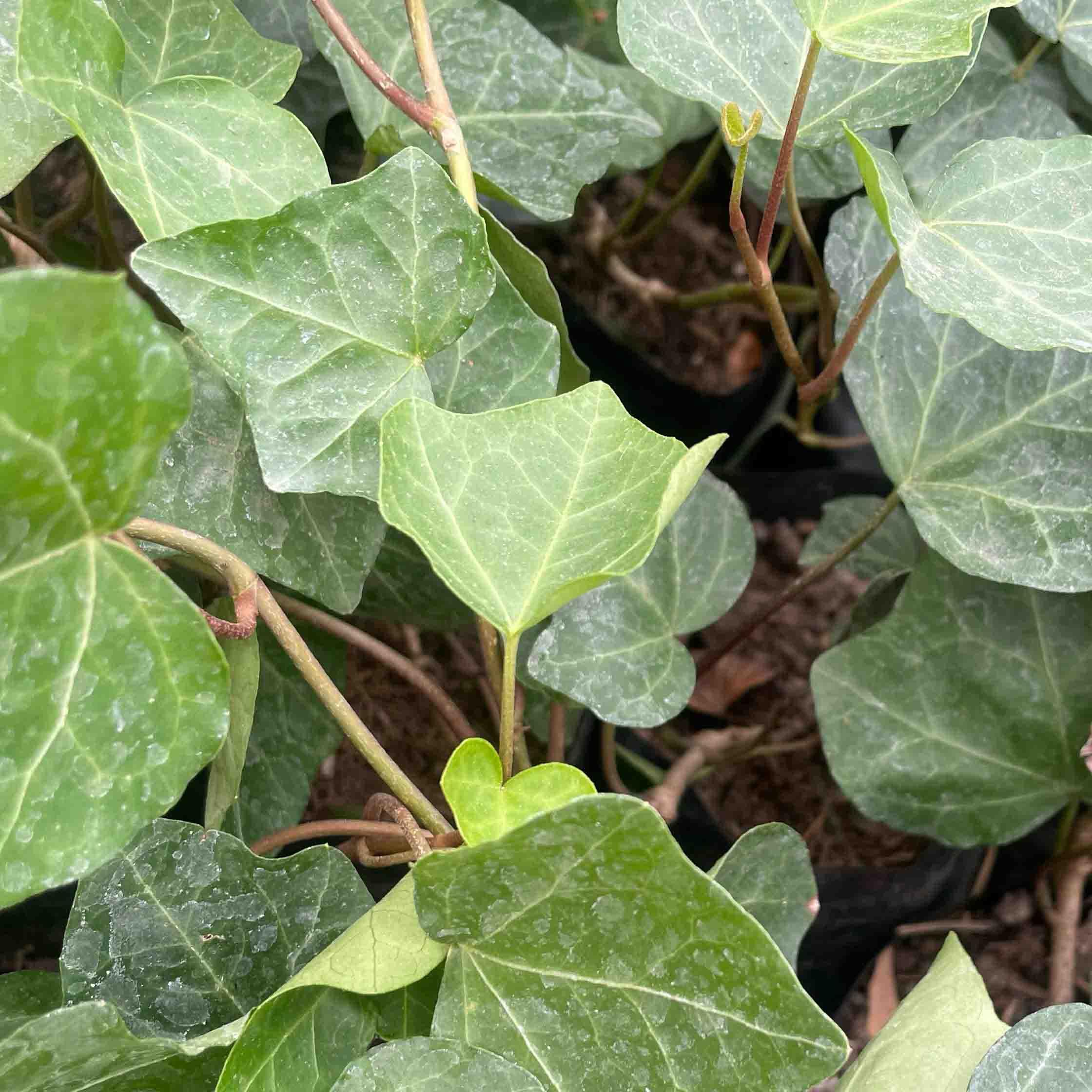 HIEDRA GALVIA RASTRERA - Vivero Yañez 