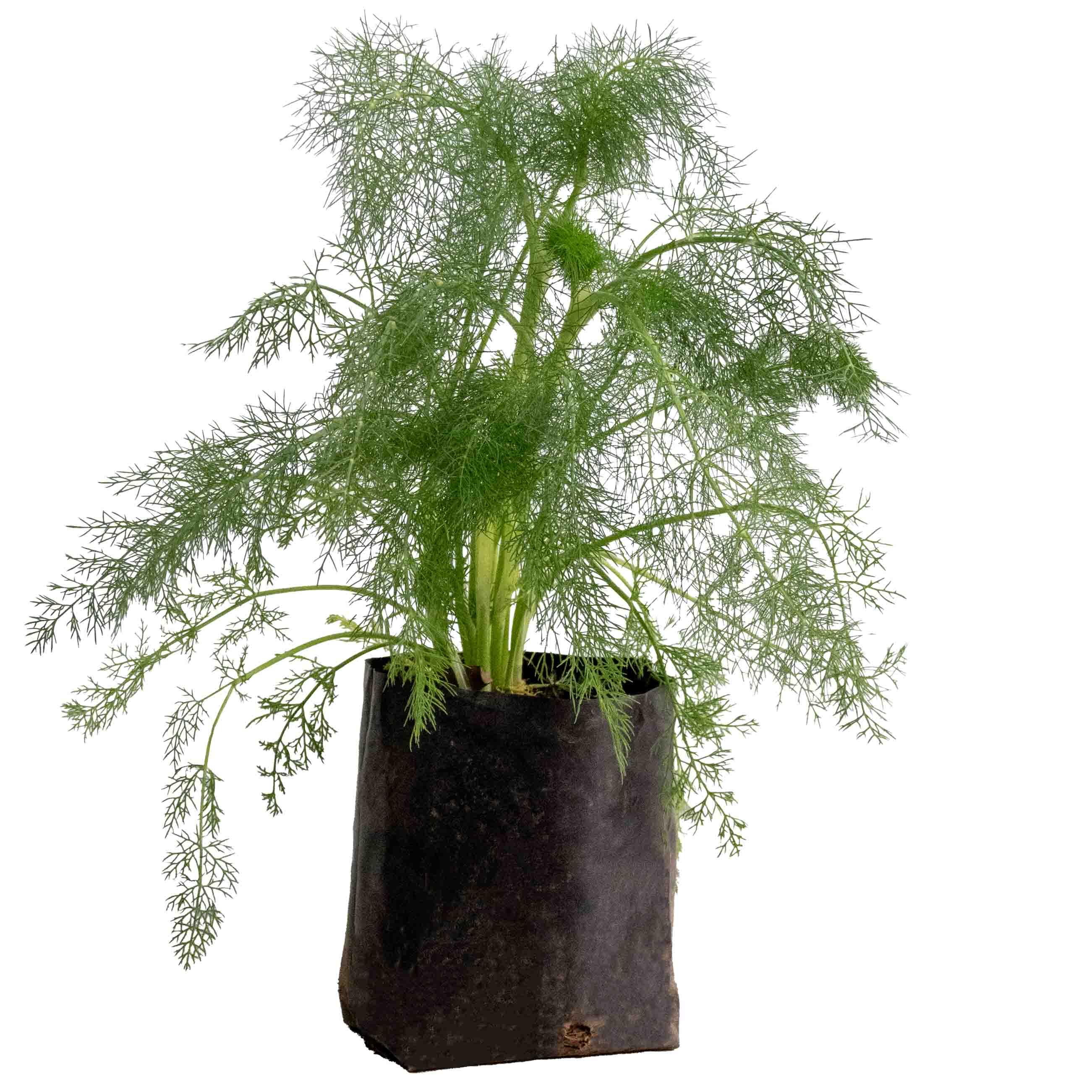 HINOJO (FOENICULUM) - Vivero Yañez 