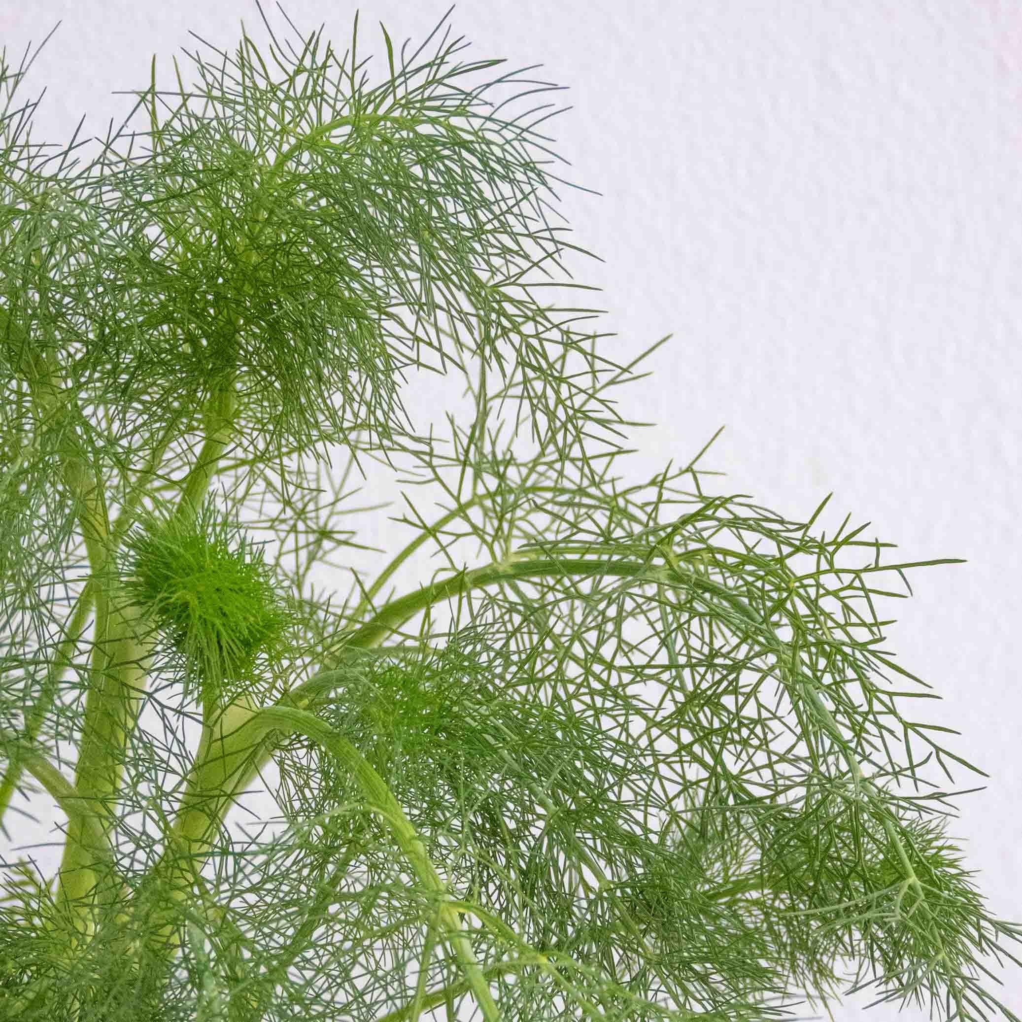 HINOJO (FOENICULUM) - Vivero Yañez 