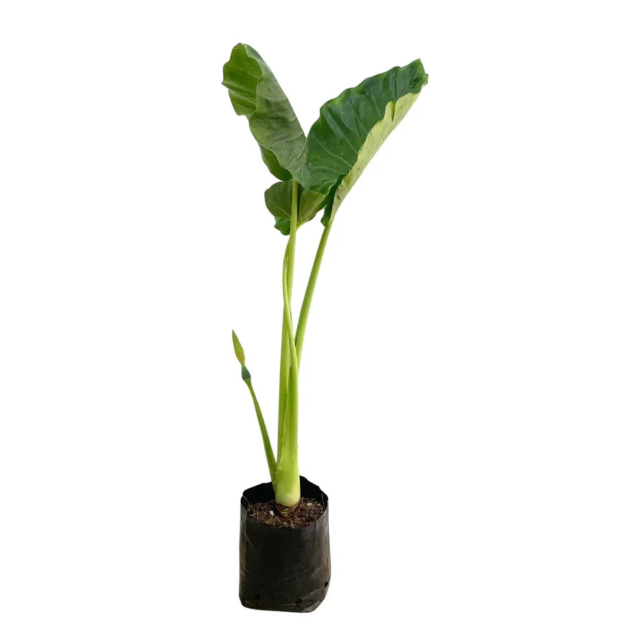 HOJA ELEGANTE (OREJA DE ELEFANTE) CHICA - Vivero Yañez 
