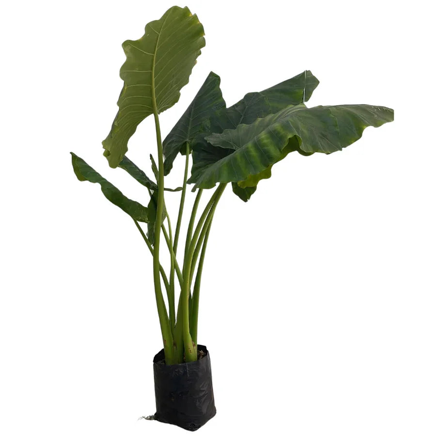 HOJA ELEGANTE (OREJA DE ELEFANTE) GRANDE - Vivero Yañez 