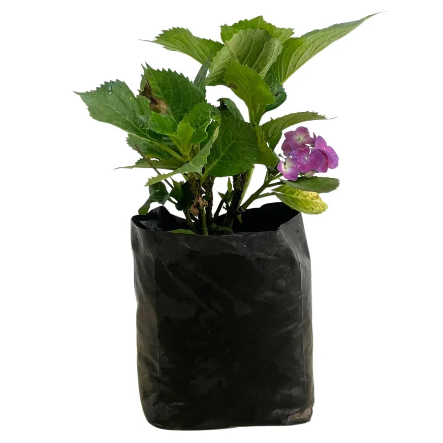 HORTENSIA CHICA - Vivero Yañez 