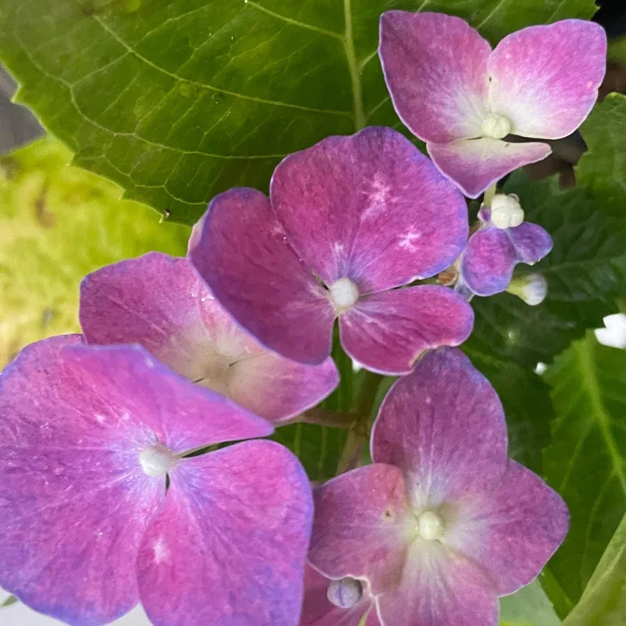 HORTENSIA CHICA - Vivero Yañez 