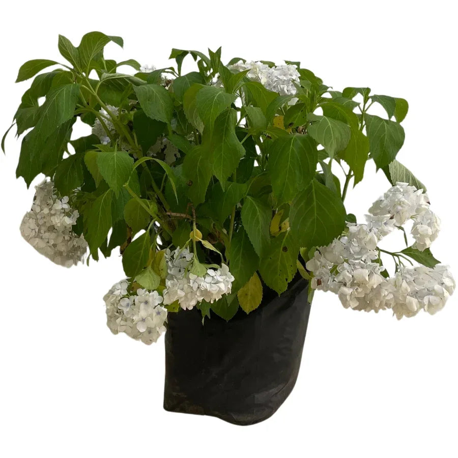 HORTENSIA GRANDE - Vivero Yañez 