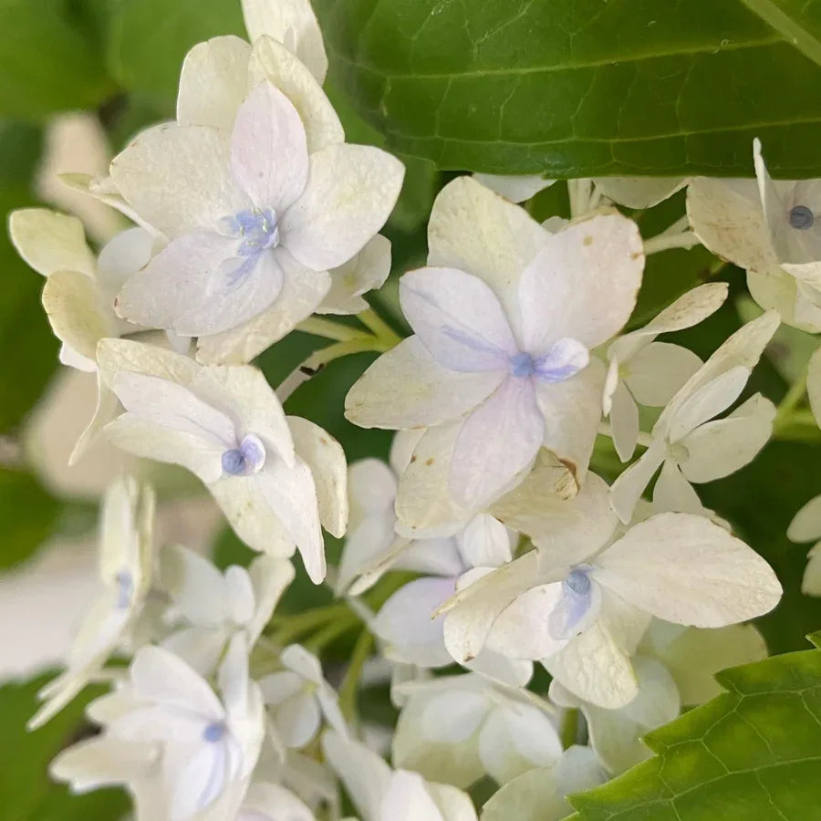 HORTENSIA GRANDE - Vivero Yañez 