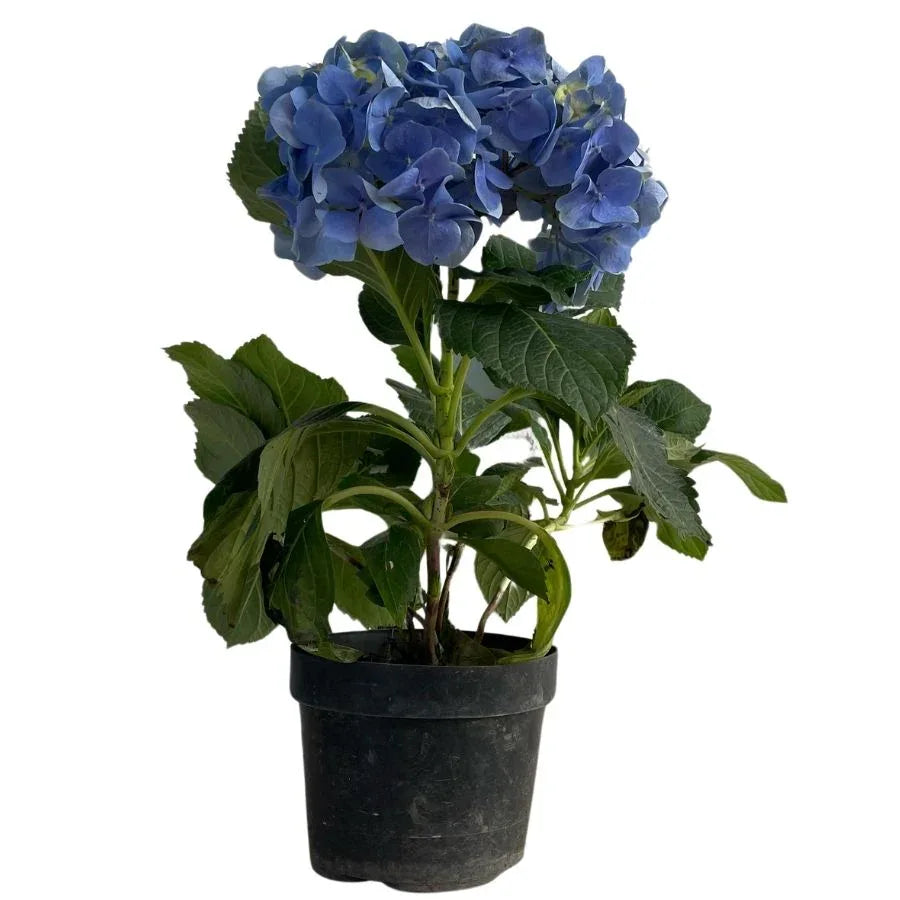 HORTENSIA MEDIANA - Vivero Yañez 