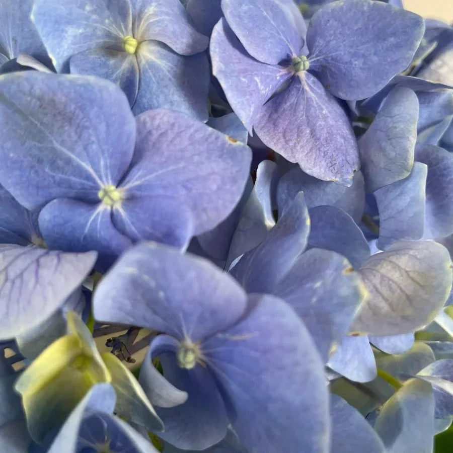 HORTENSIA MEDIANA - Vivero Yañez 