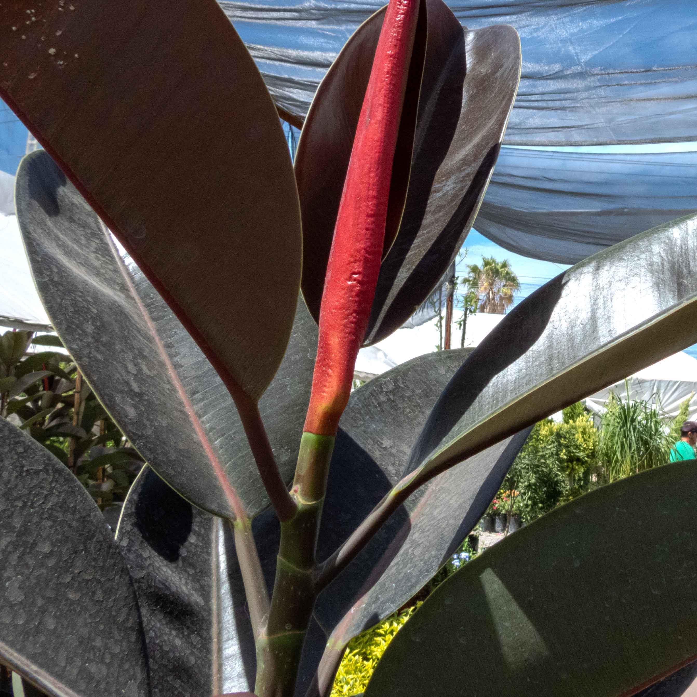 ARBOL HULE NEGRO CHICO - Vivero Yañez 
