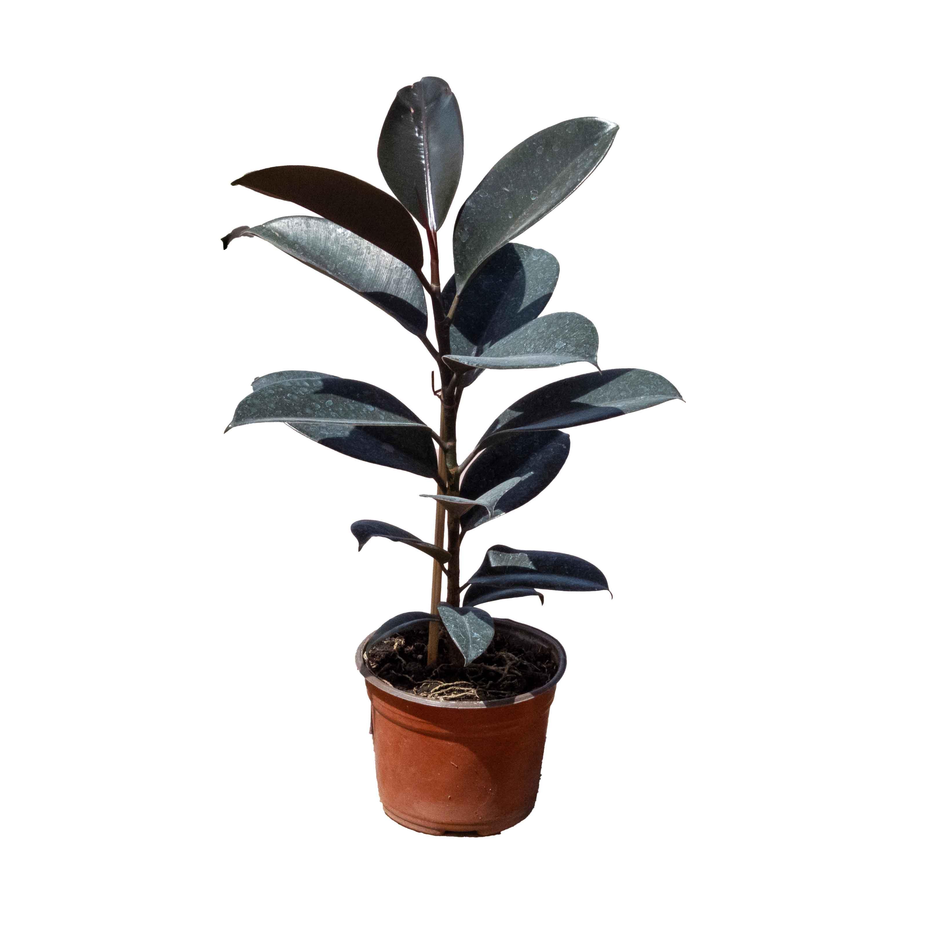ARBOL HULE NEGRO CHICO - Vivero Yañez 