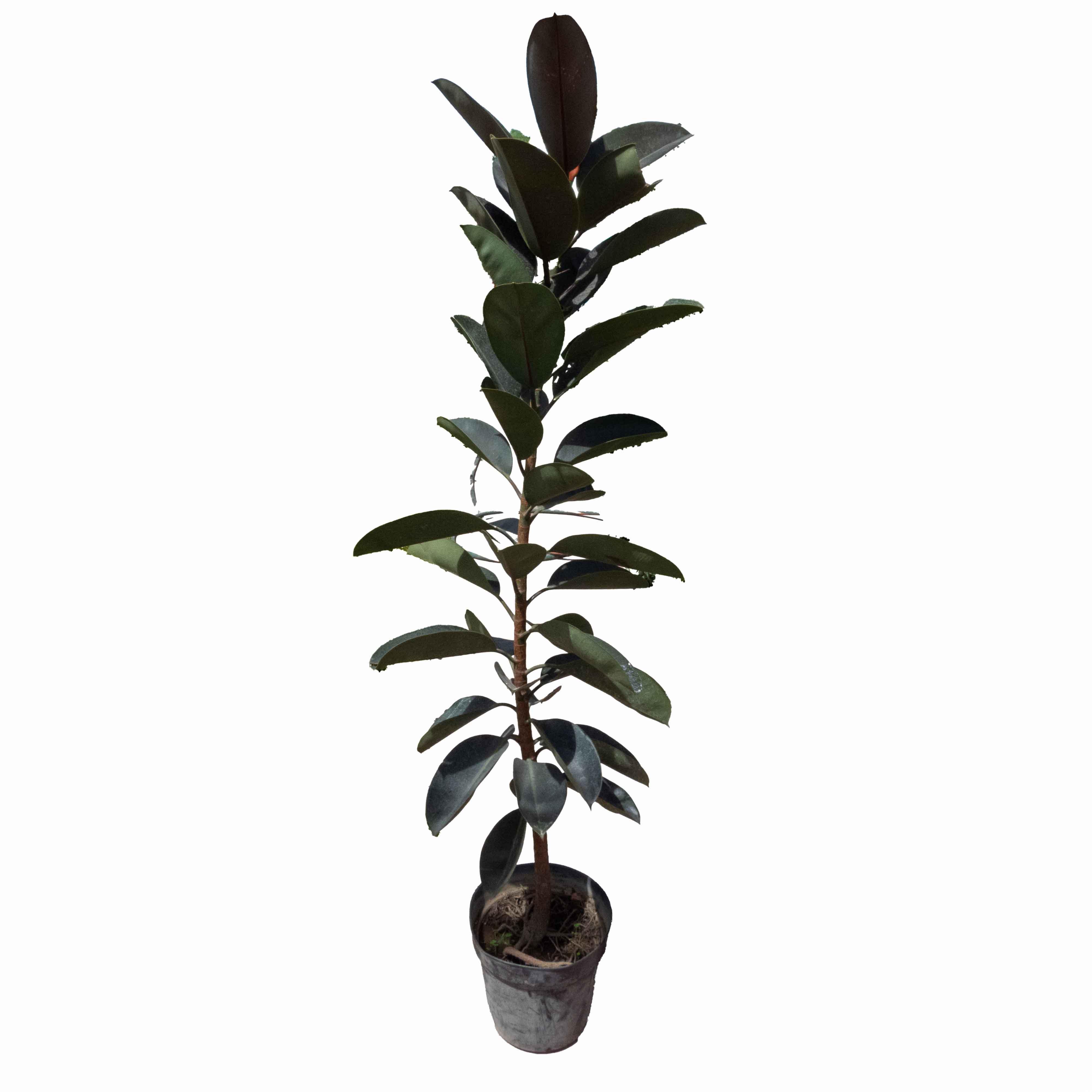 ARBOL HULE NEGRO GRANDE - Vivero Yañez 