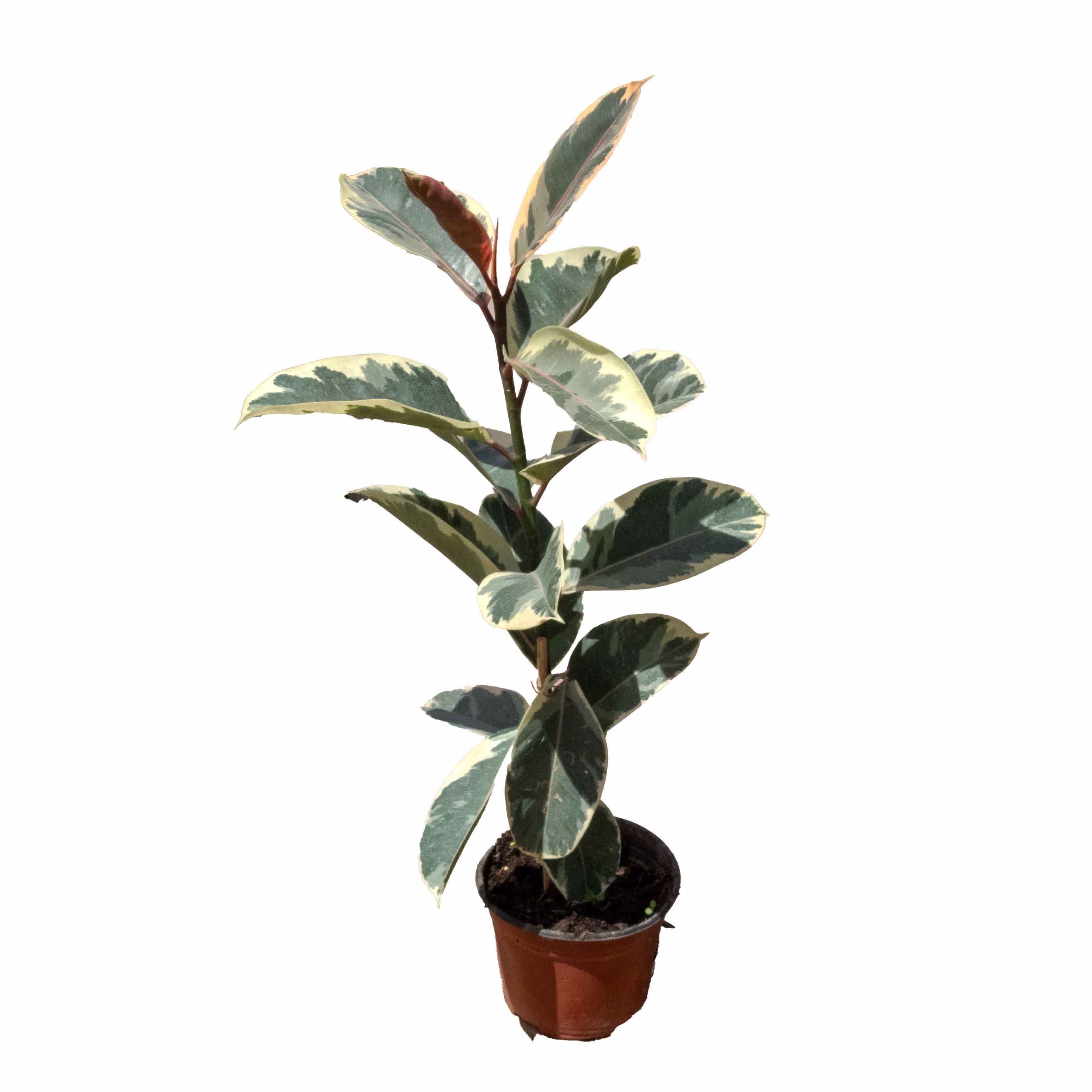 ARBOL HULE VERDE VARIEGADO CHICO - Vivero Yañez 