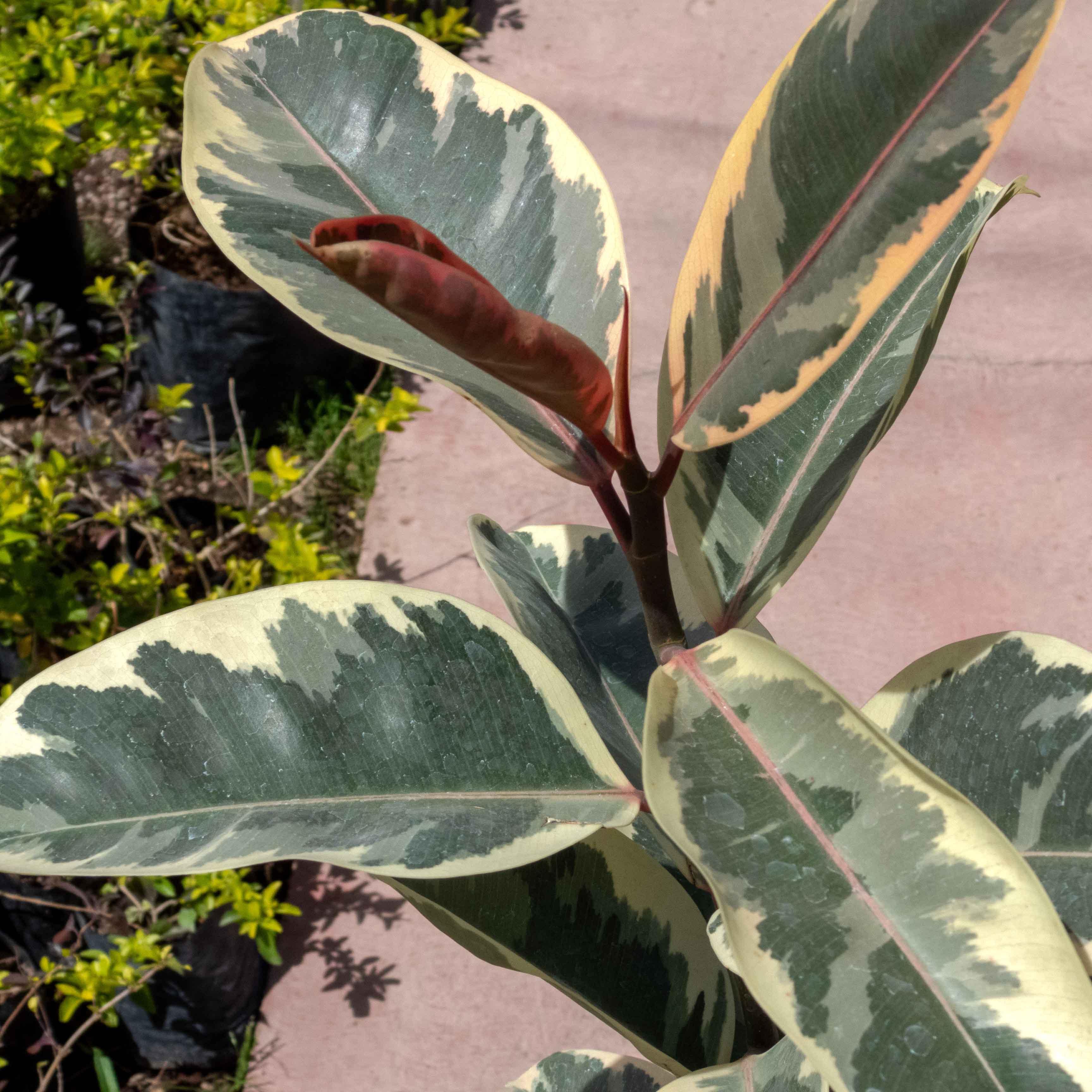 ARBOL HULE VERDE VARIEGADO CHICO - Vivero Yañez 