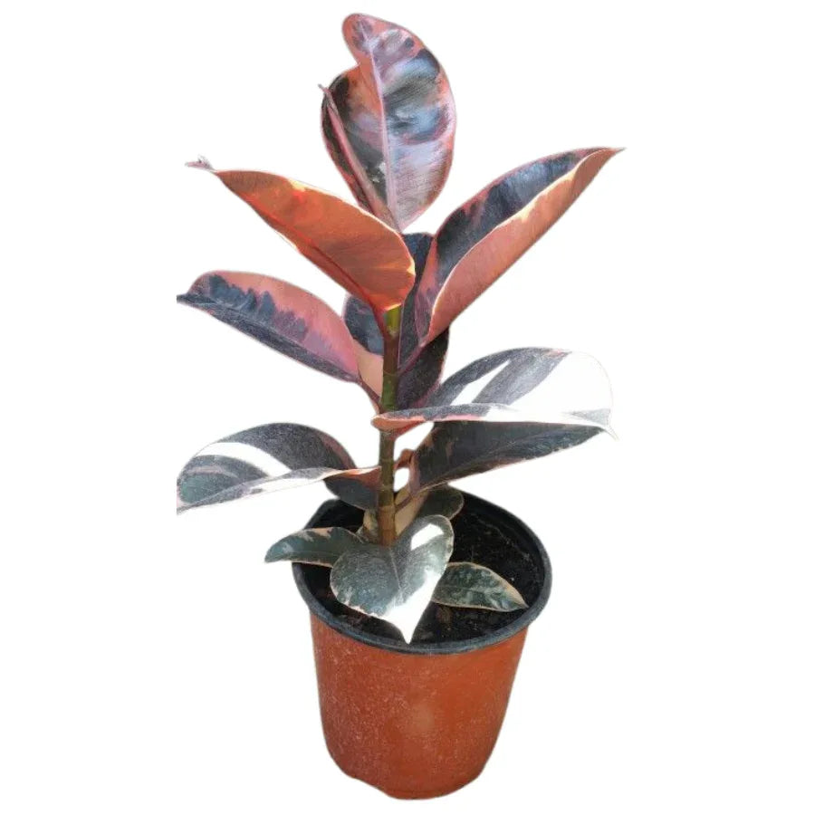 ARBOL HULE ROJO - Vivero Yañez 