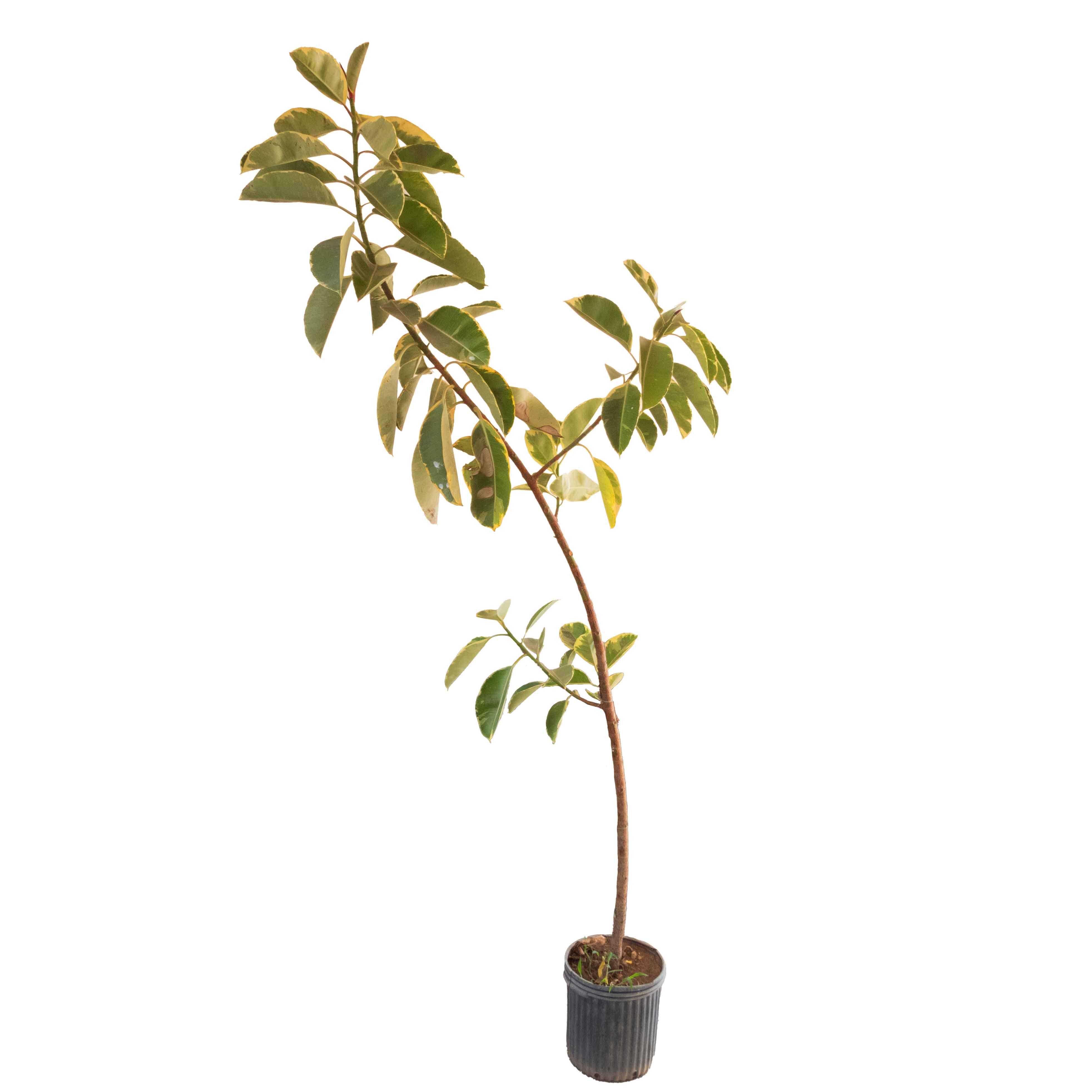 ARBOL HULE VERDE VARIEGADO GRANDE - Vivero Yañez 
