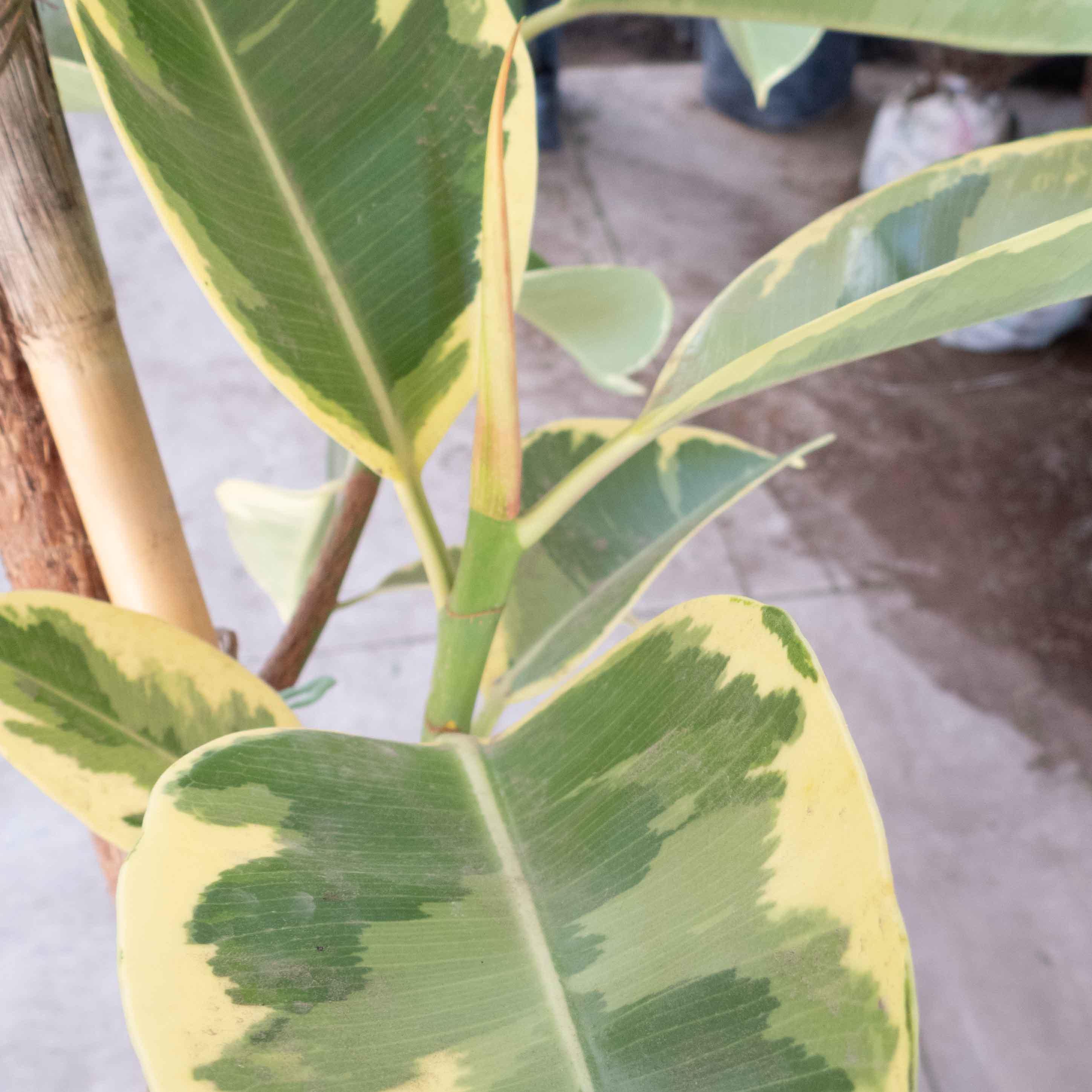 ARBOL HULE VERDE VARIEGADO GRANDE - Vivero Yañez 