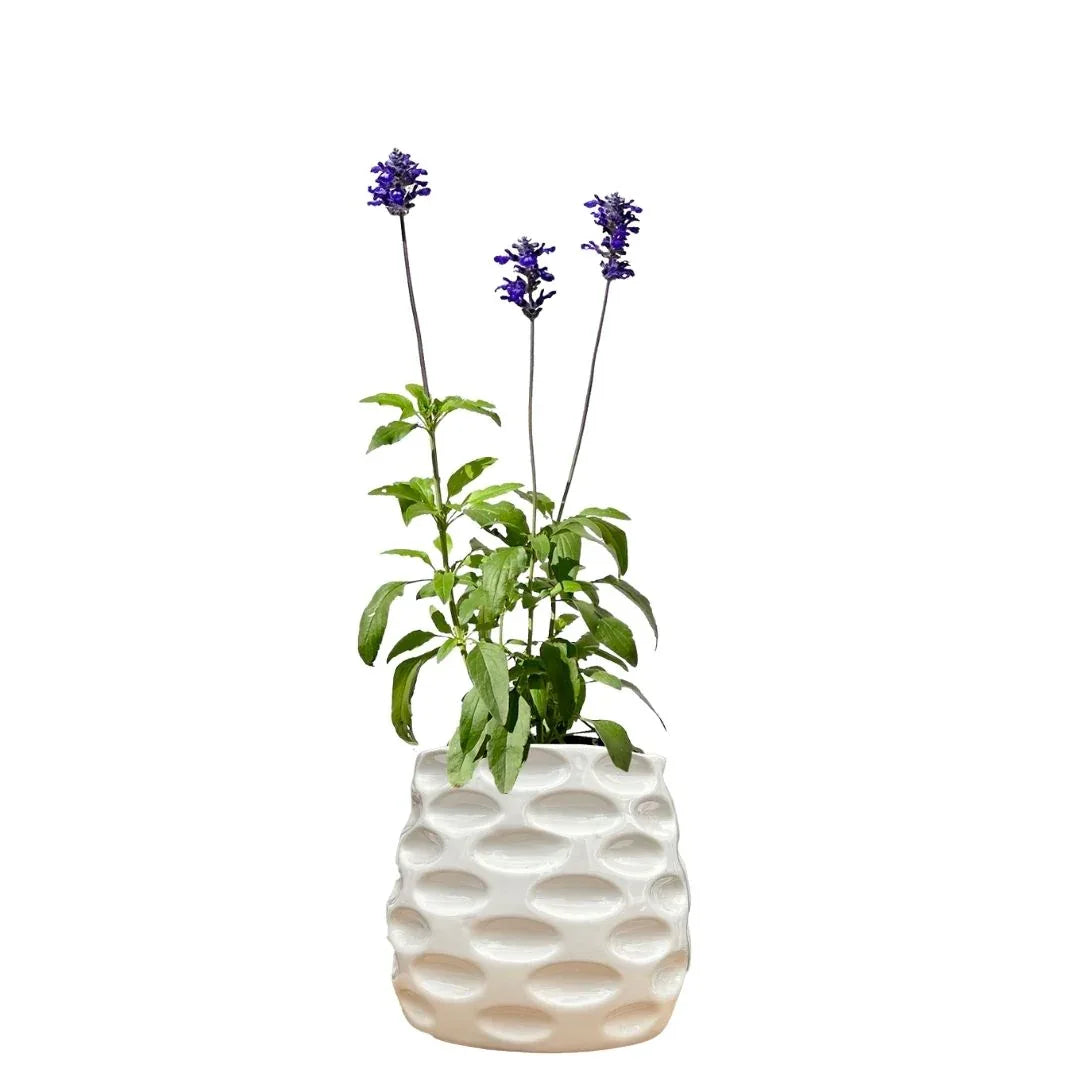 MACETA DE CERAMICA INFANI - Vivero Yañez 