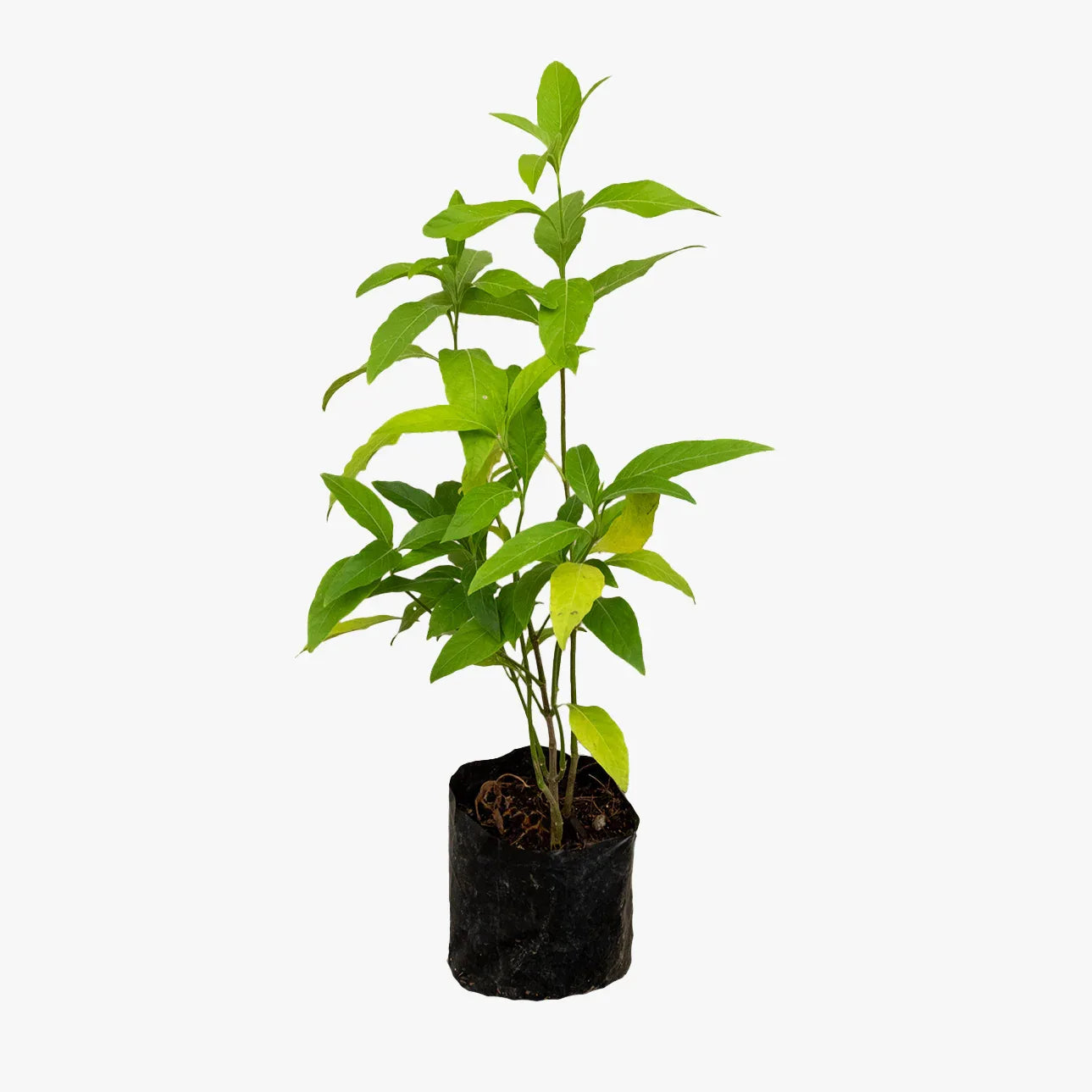 INSULINA - Vivero Yañez 