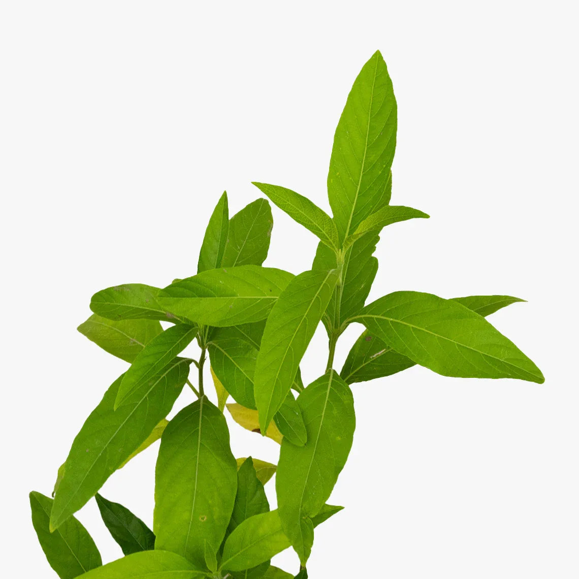 INSULINA - Vivero Yañez 