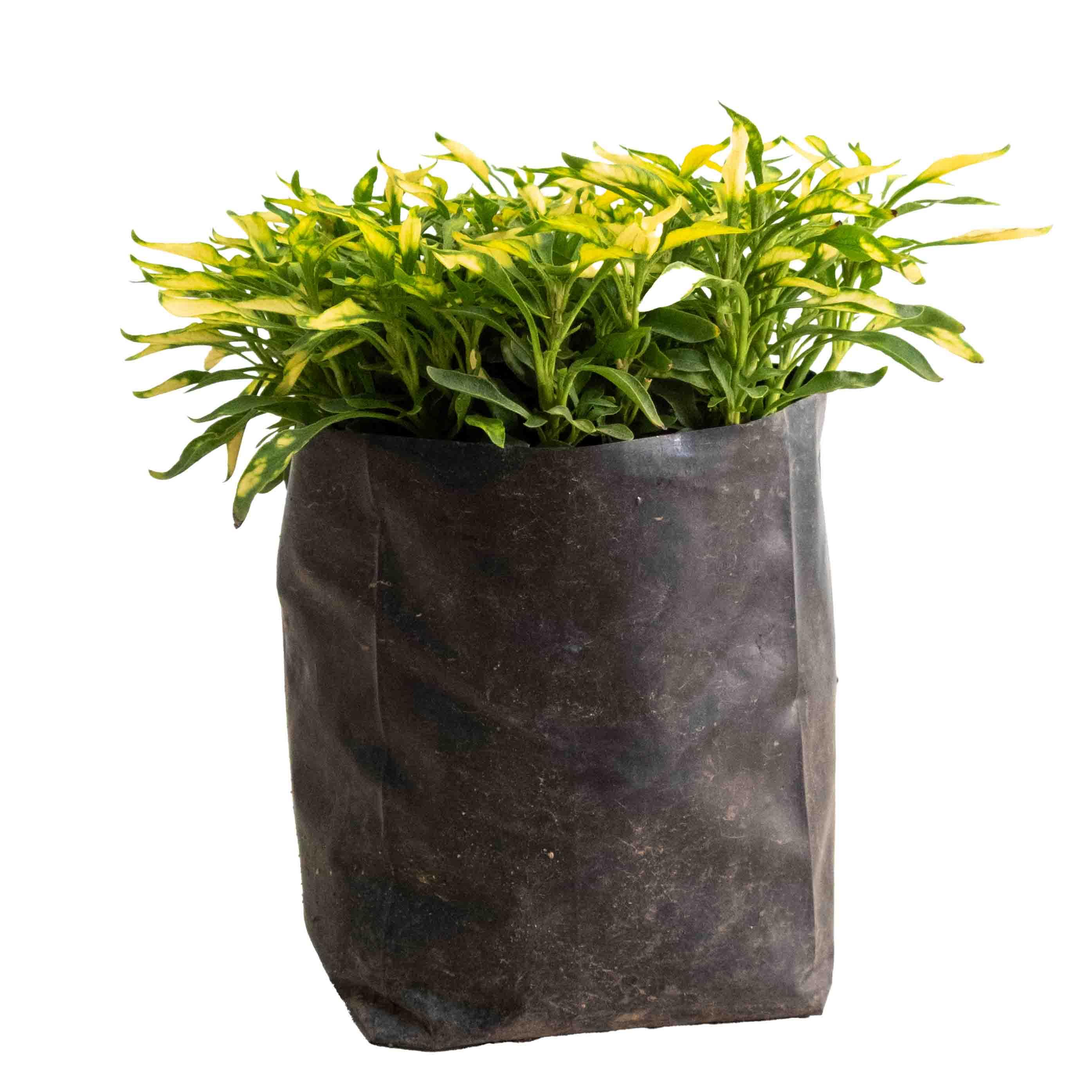 INTERNANTE - Vivero Yañez 