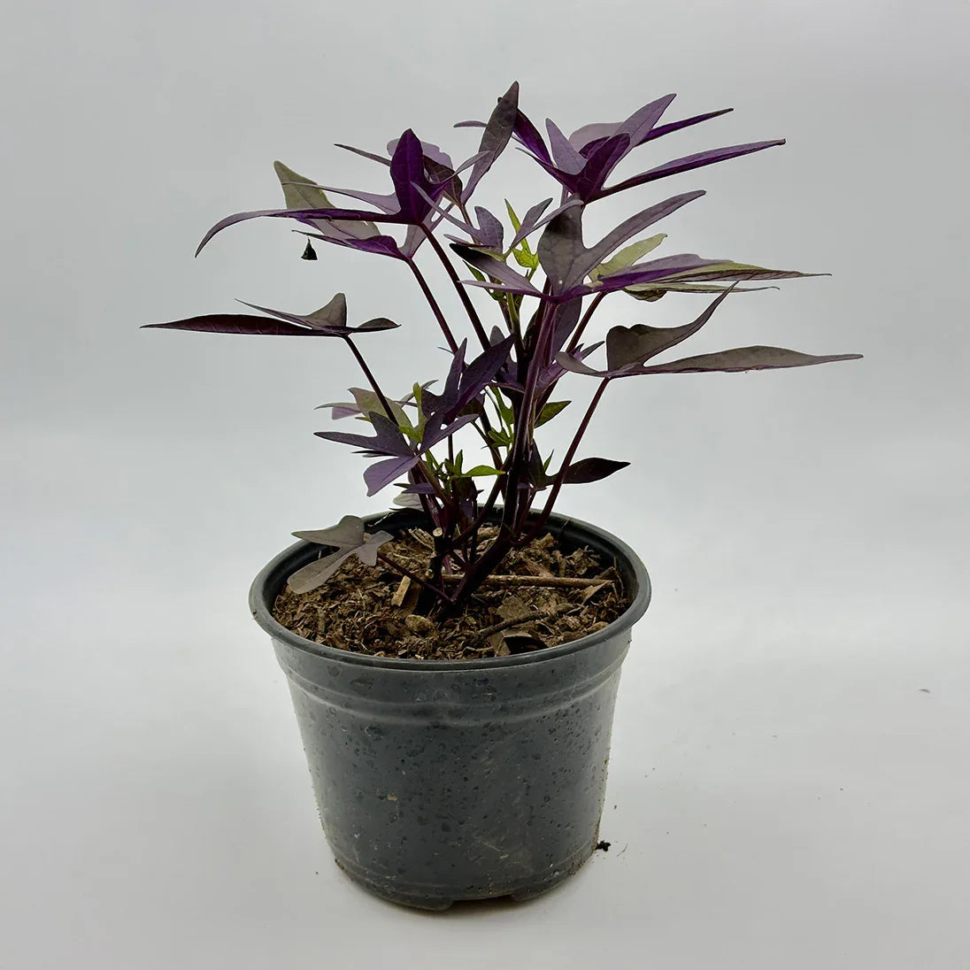 IPOMEA MORADA - Vivero Yañez 