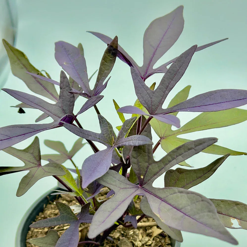 IPOMEA MORADA - Vivero Yañez 
