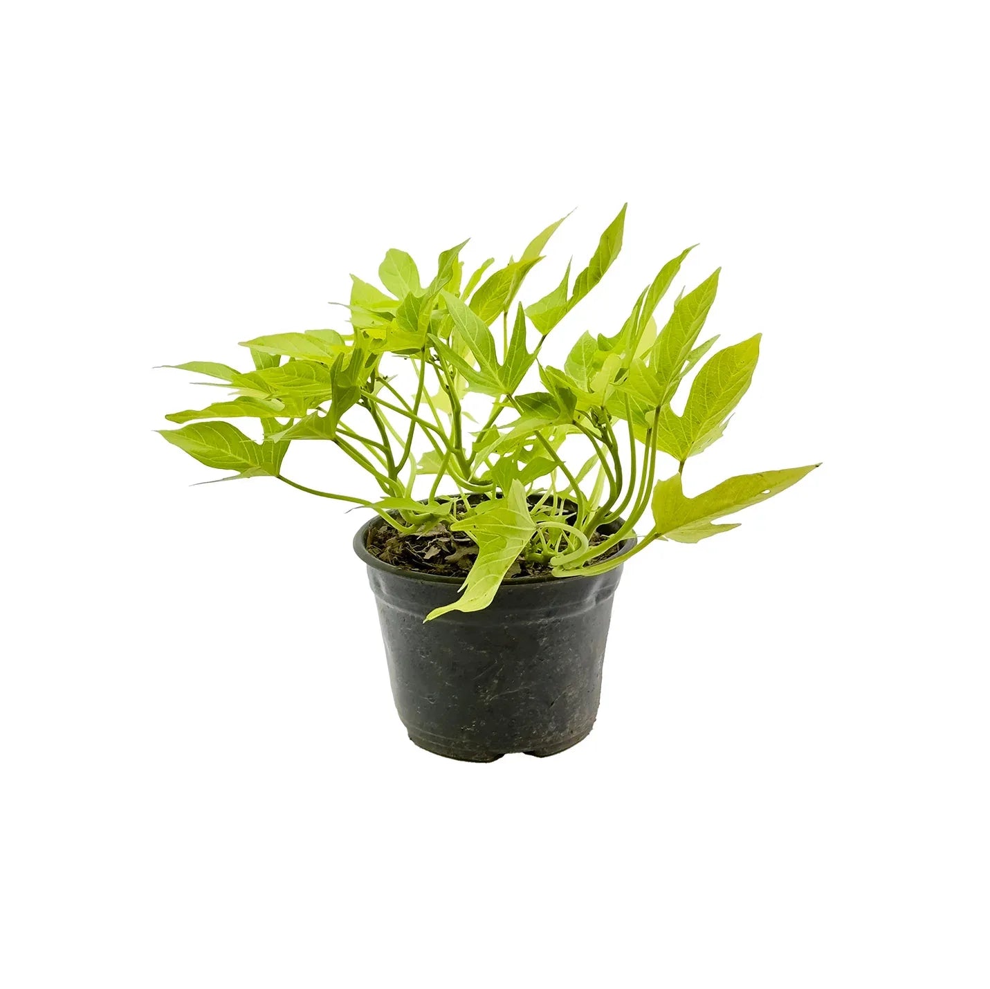 IPOMEA VERDE - Vivero Yañez 