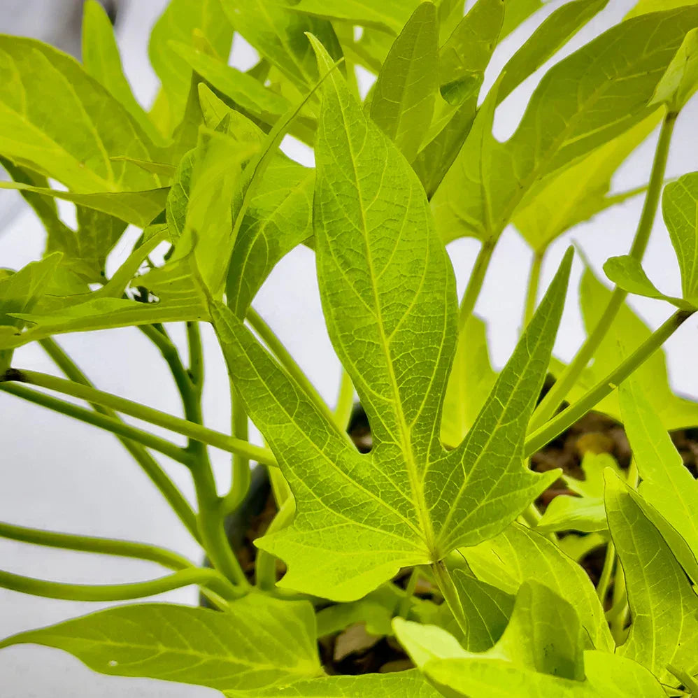 IPOMEA VERDE - Vivero Yañez 